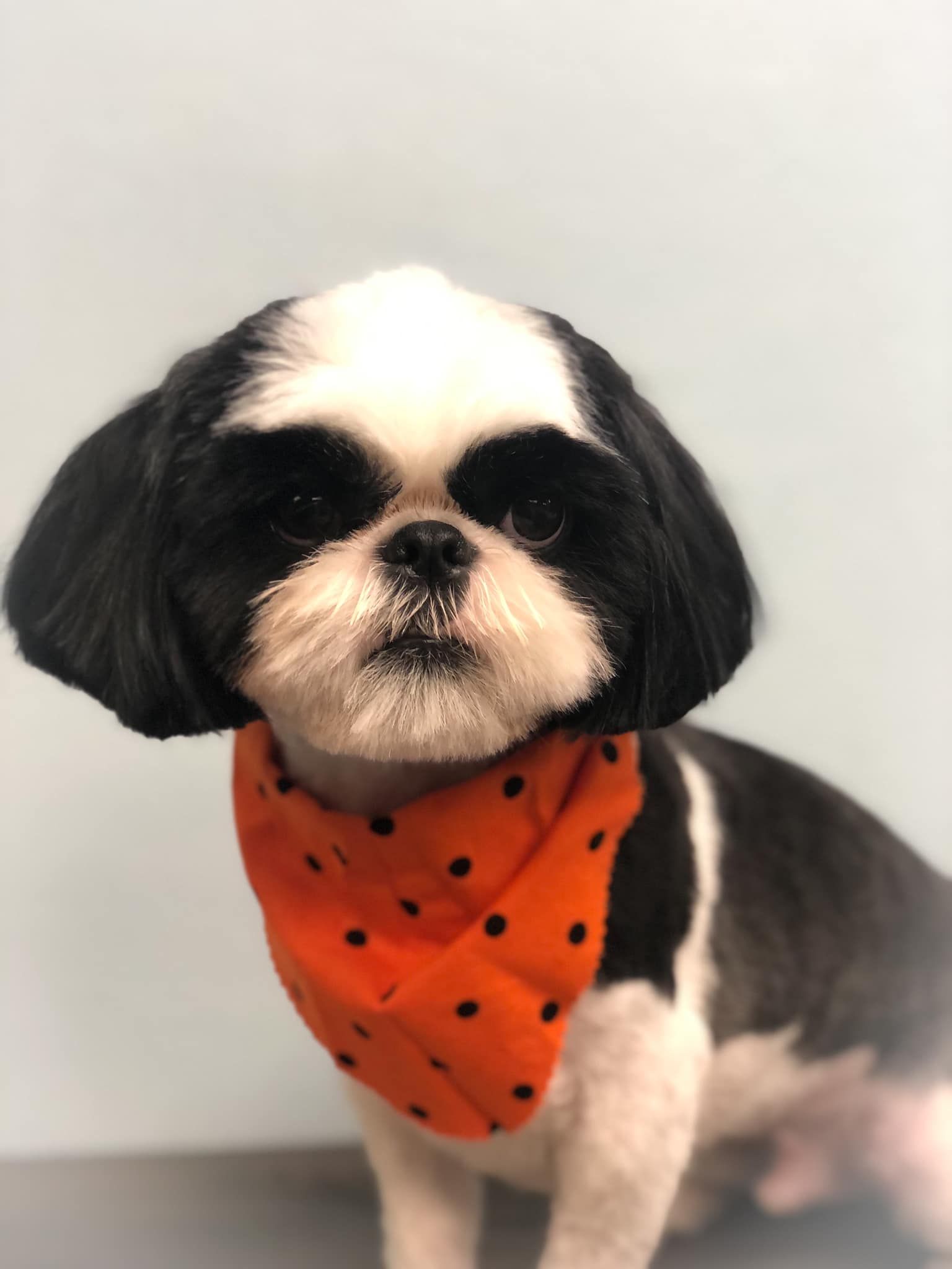 a black and white dog wearing an orange polka dot bandana
