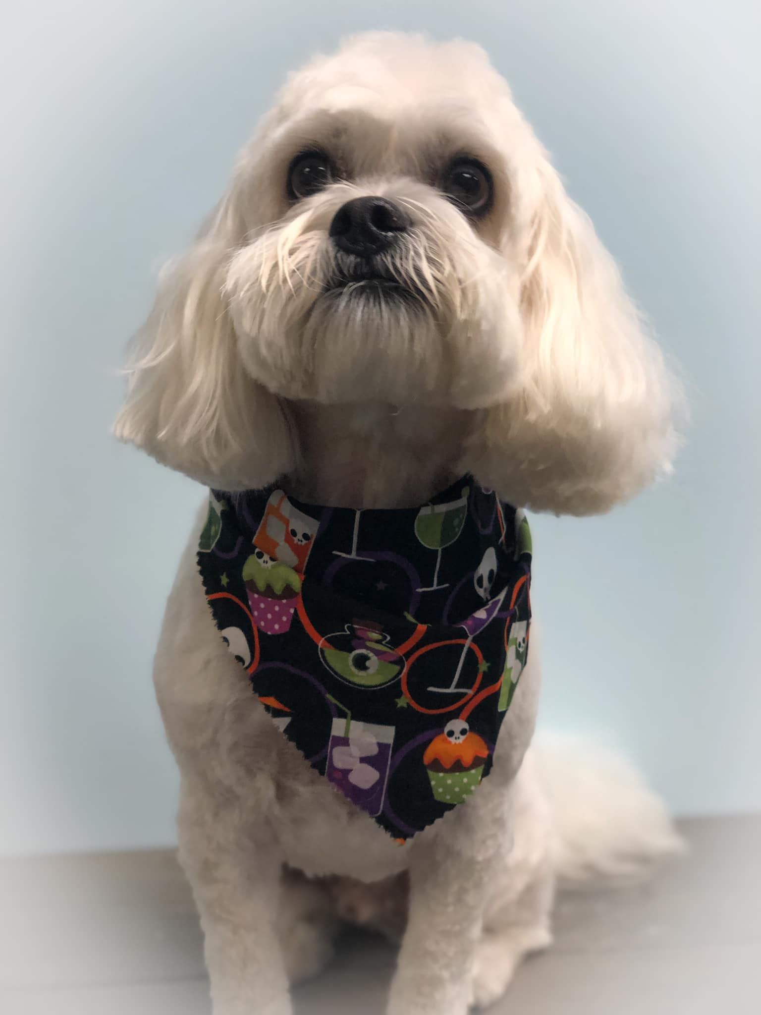 a small white dog wearing a bandana is sitting on a table