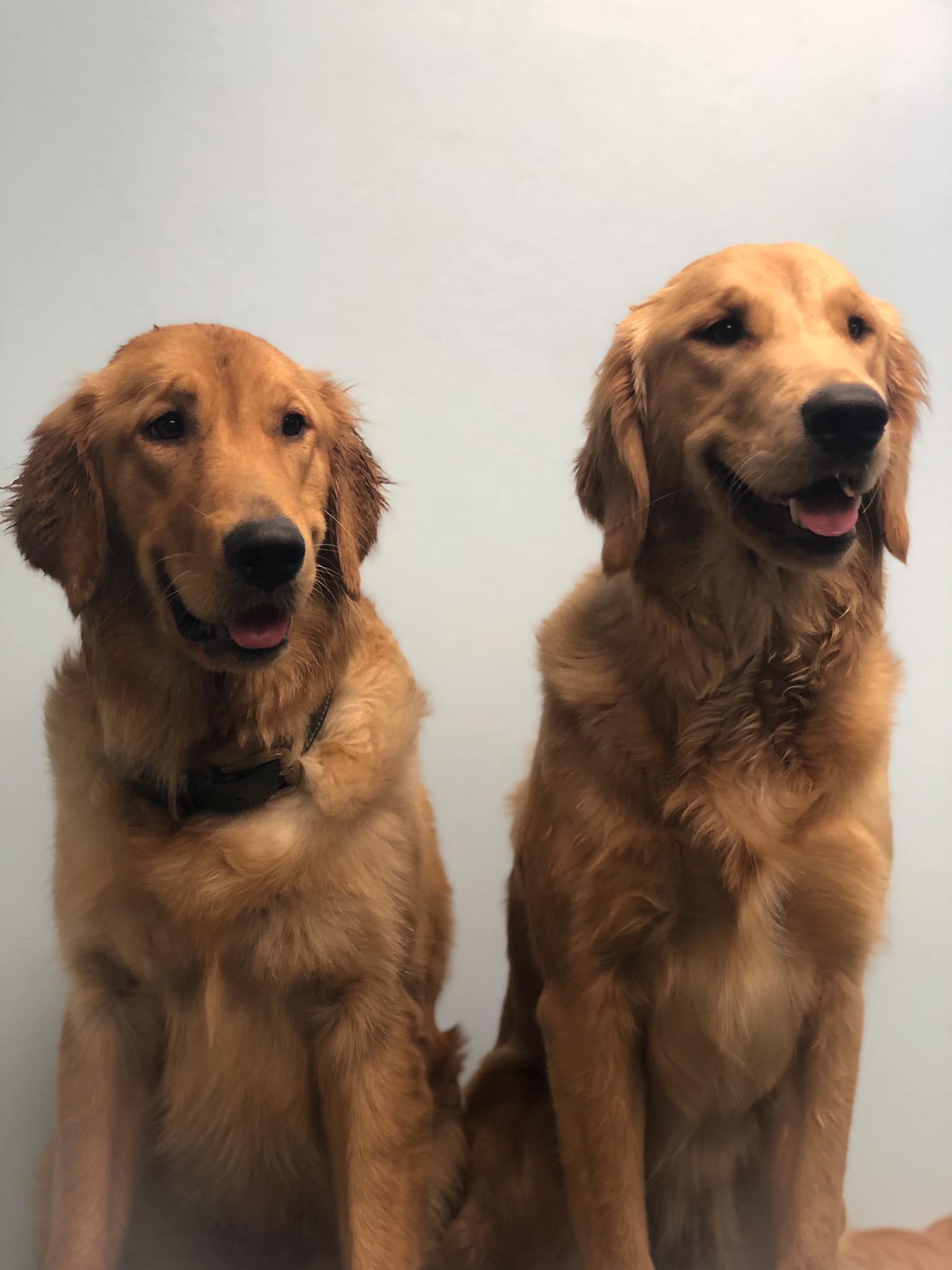 two golden retrievers are sitting next to each other and smiling