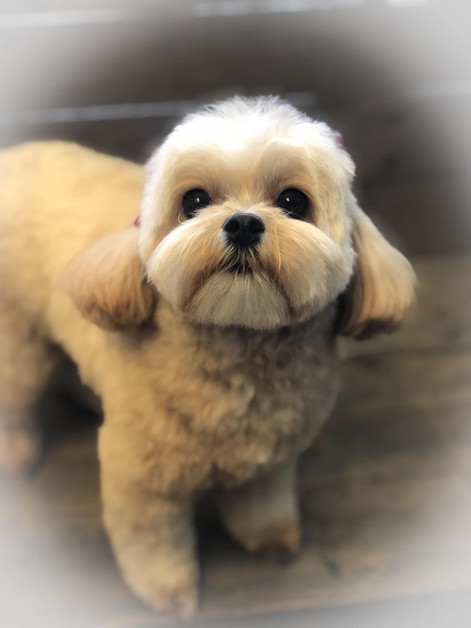 a small brown and white dog is standing on a wooden floor and looking at the camera