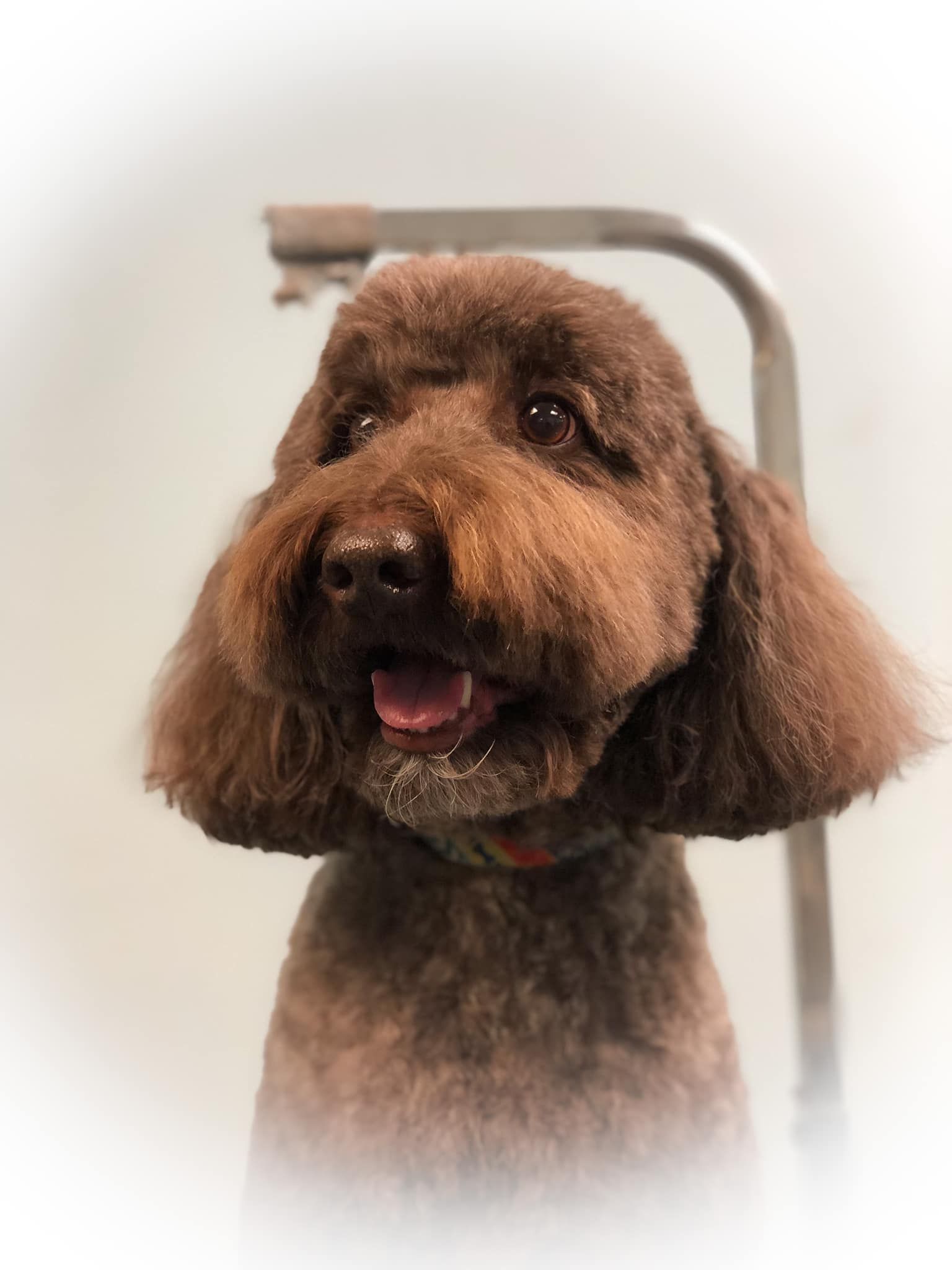 a brown poodle is sitting on a grooming stand and looking at the camera