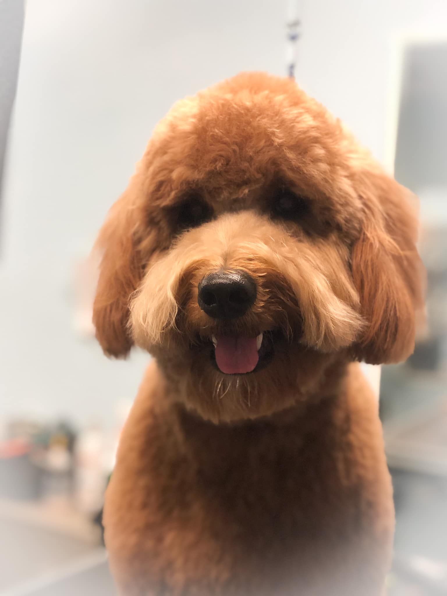 a close-up of a brown poodle with its tongue out
