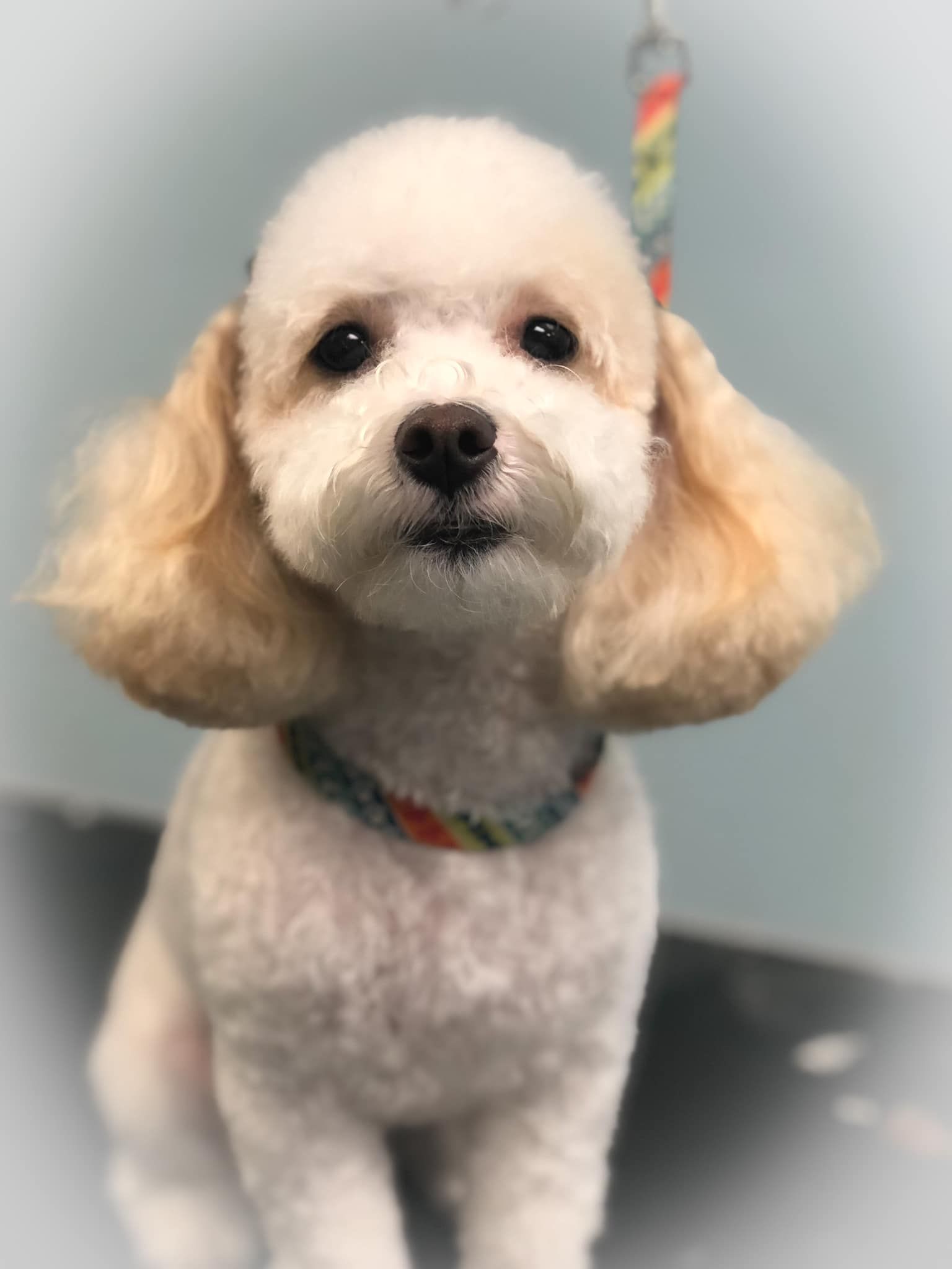a small white poodle is sitting on a table and looking at the camera