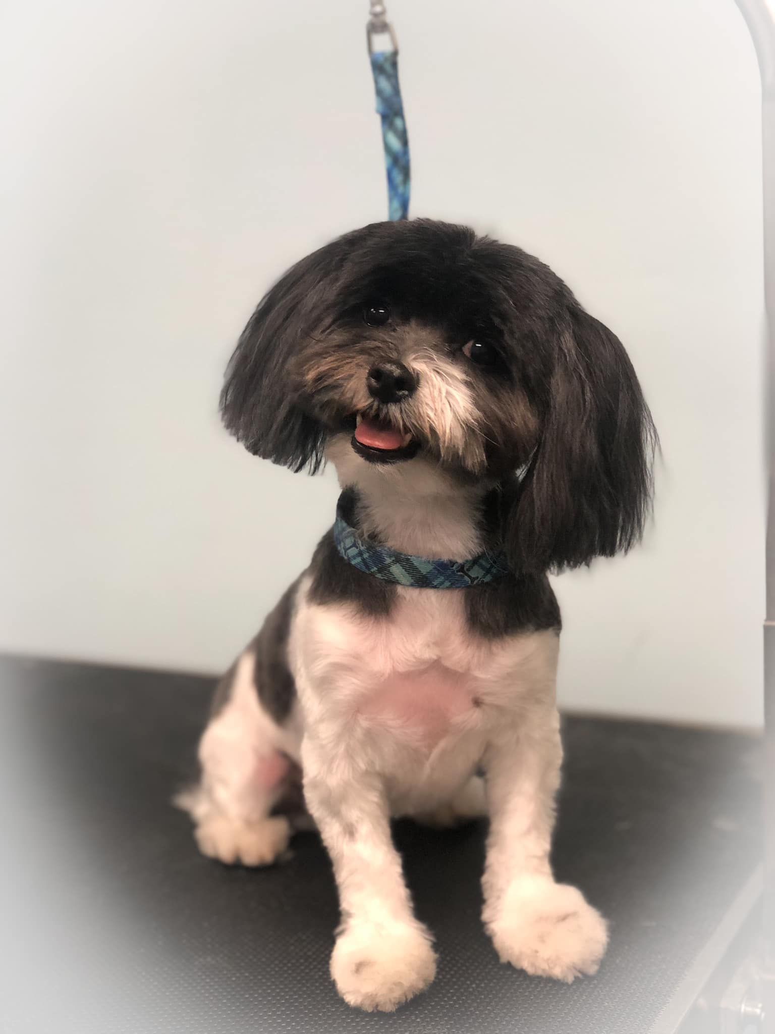 a small black and white dog is sitting on a table