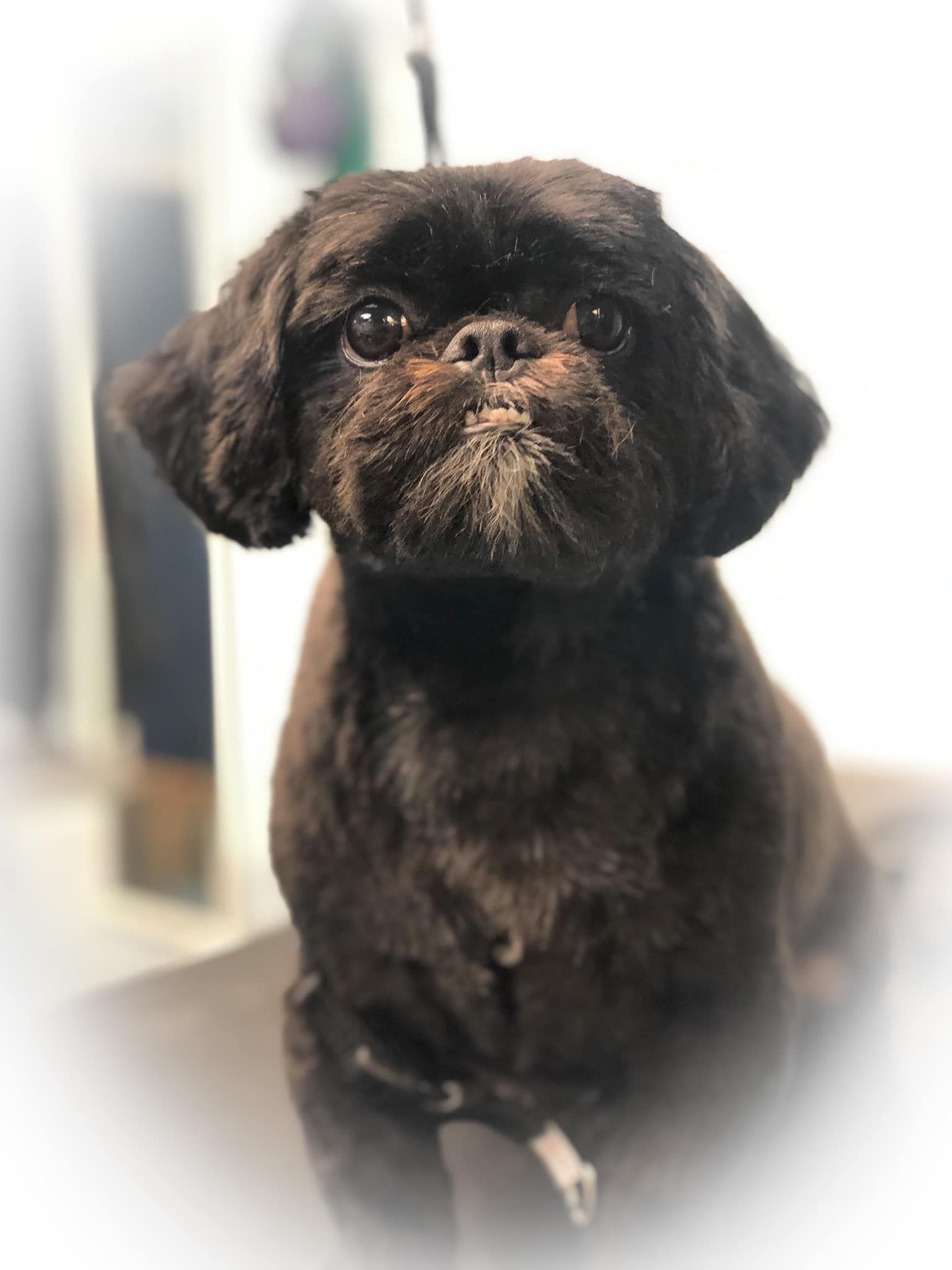 a small brown dog is sitting on a table and looking at the camera