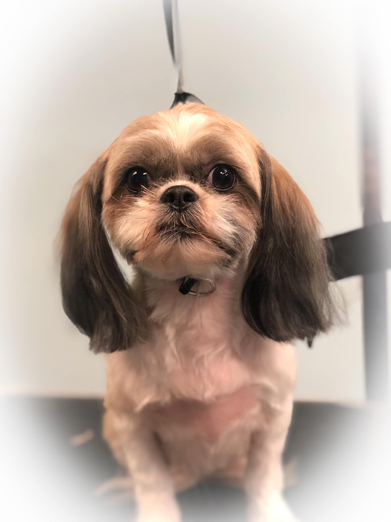 a small brown and white dog is sitting on a table and looking at the camera