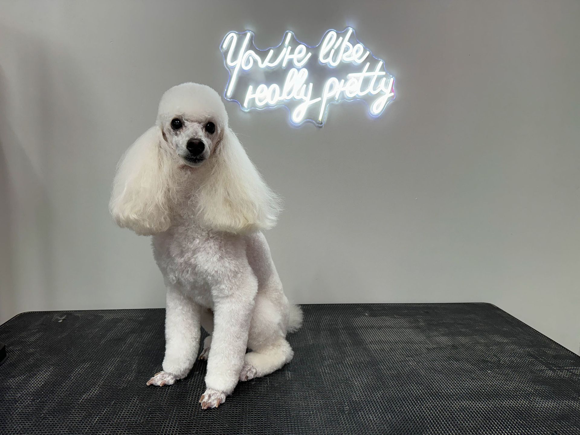 a white poodle is sitting on a table