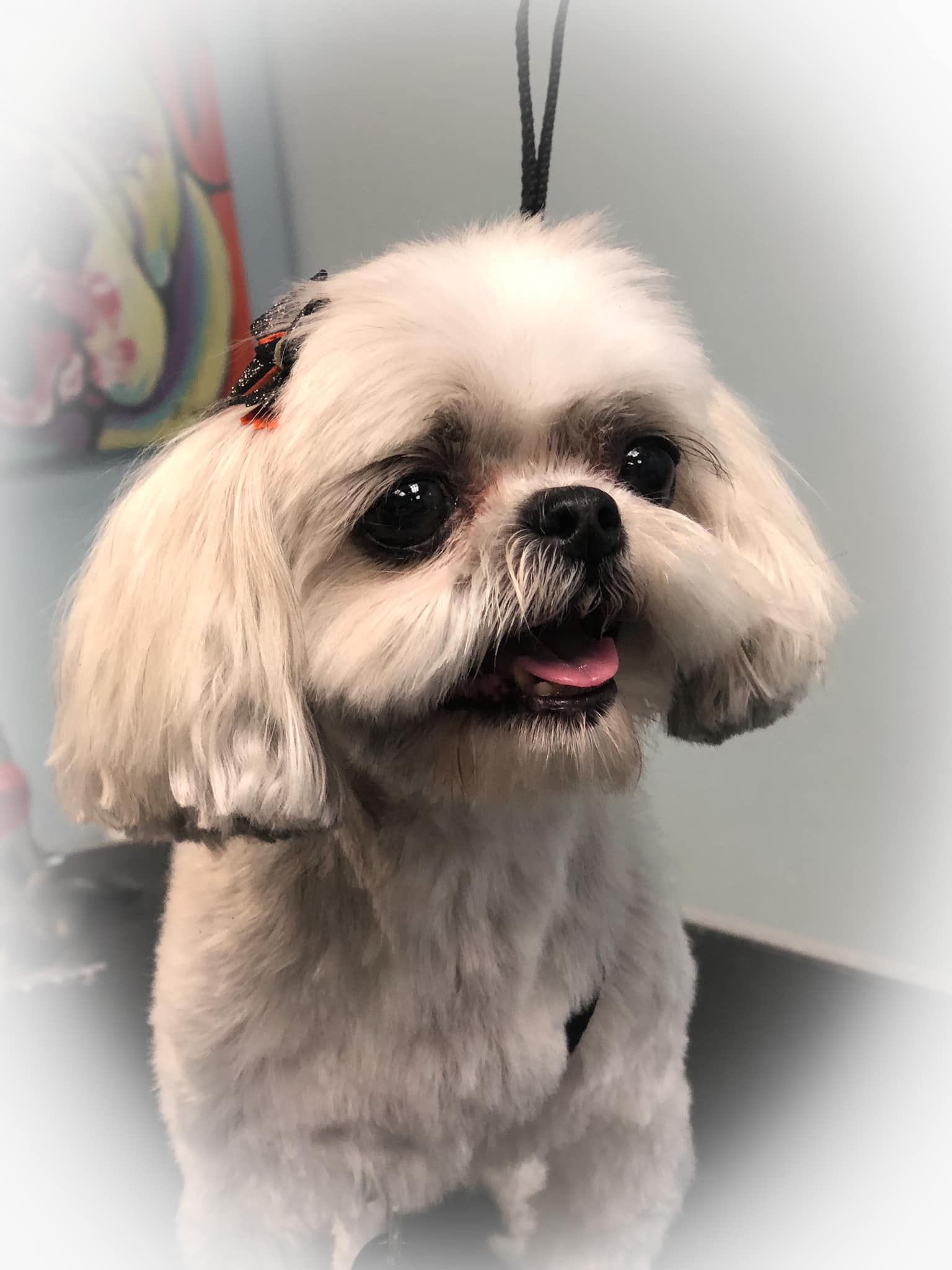 a small white dog is sitting on a table and looking at the camera