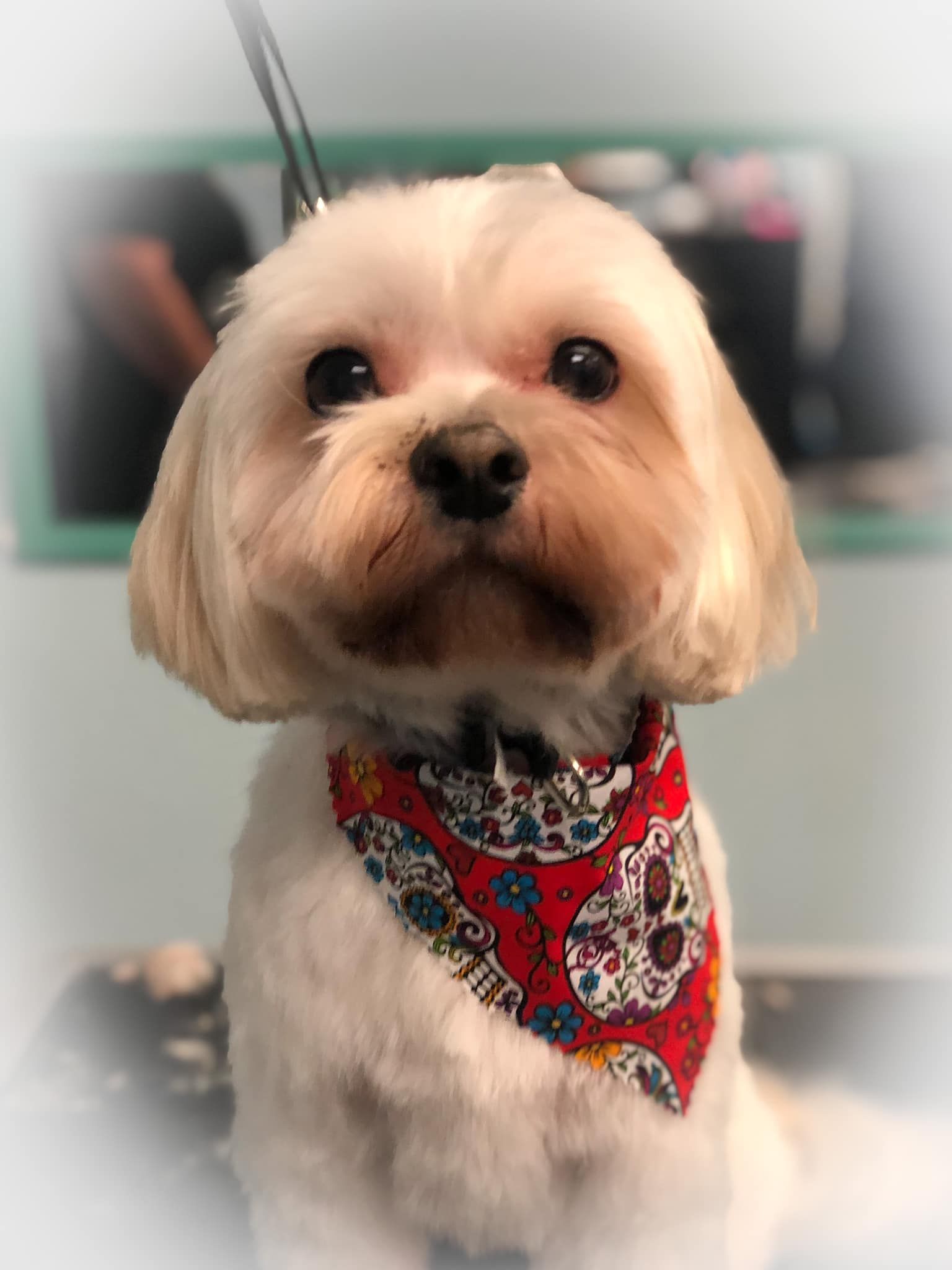 a small dog wearing a red bandana is sitting on a table