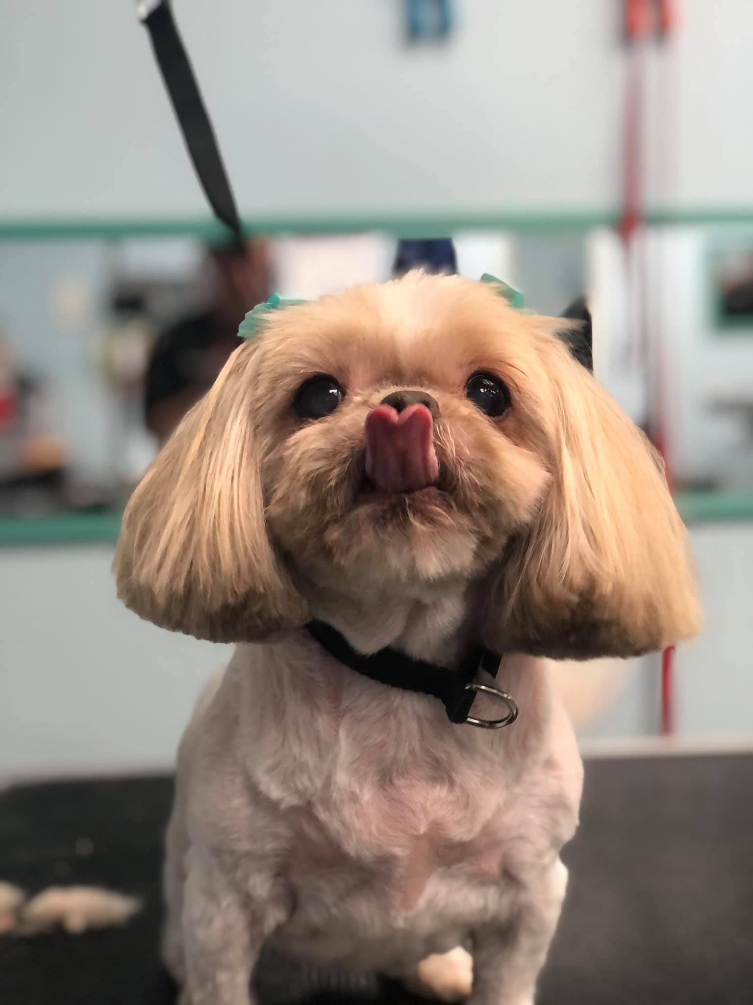 a small dog with its tongue out is sitting on a table