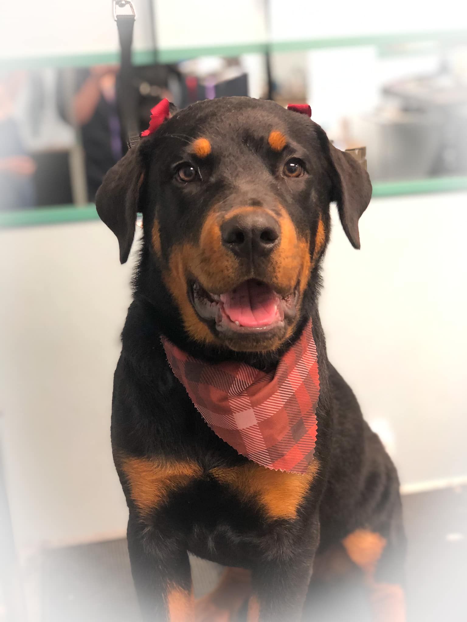 a black and brown dog wearing a red bandana