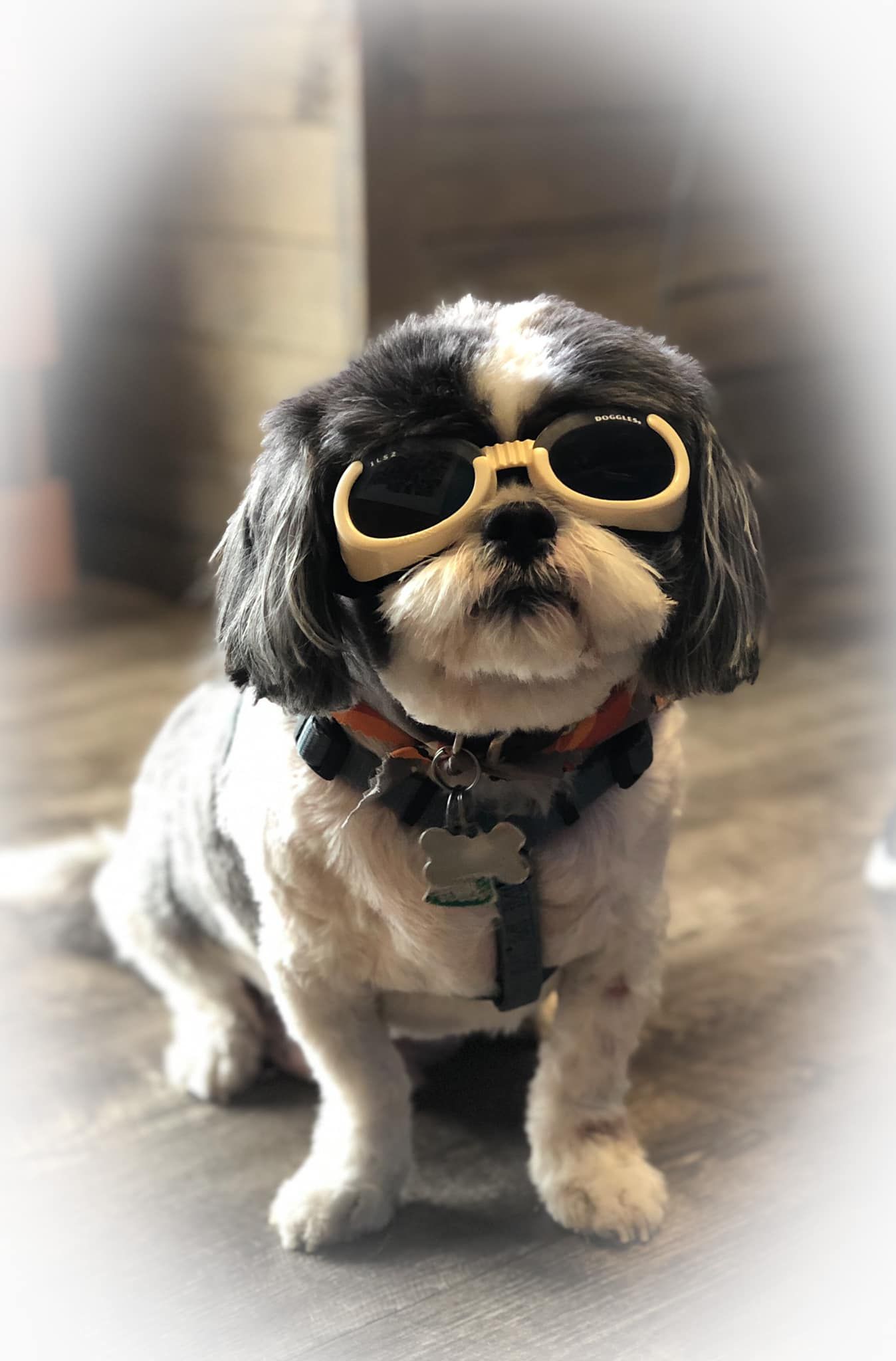 a small dog wearing sunglasses and a collar is sitting on the floor