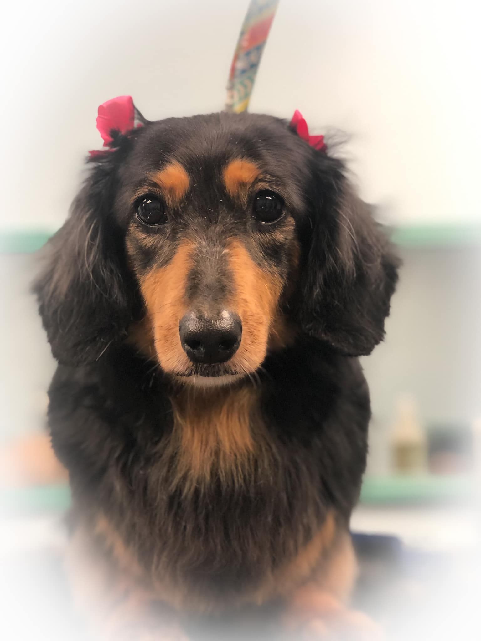 a black and brown dachshund with red bows on its ears is looking at the camera