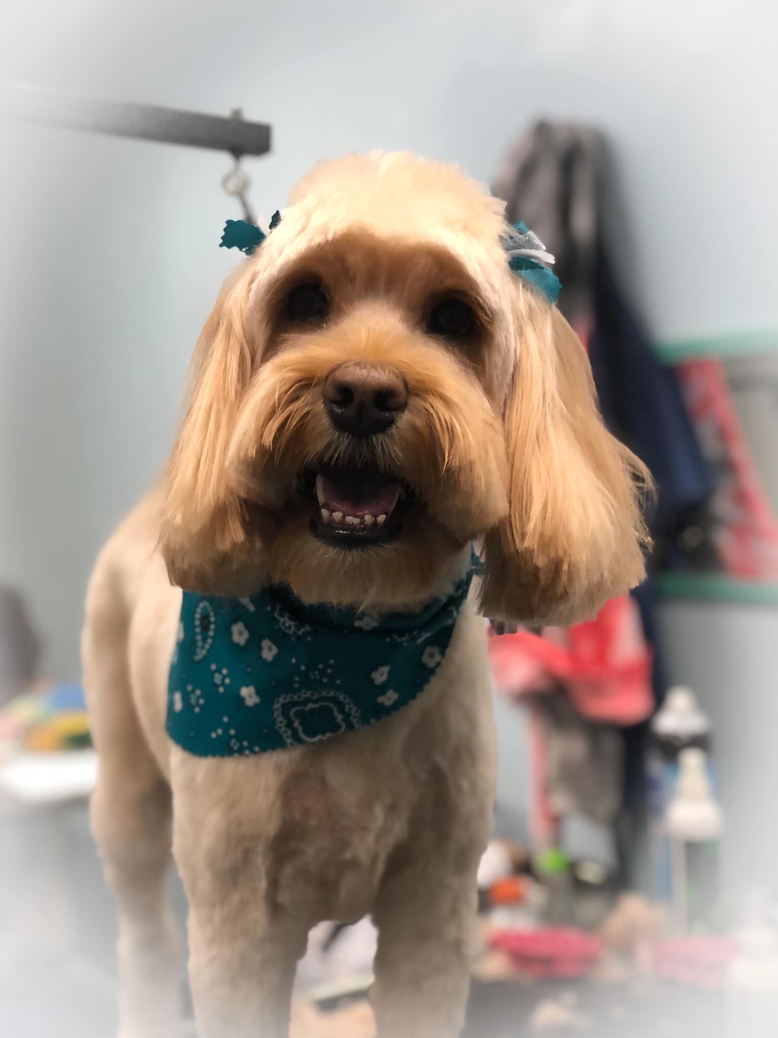 a small brown dog wearing a blue bandana is standing in a room