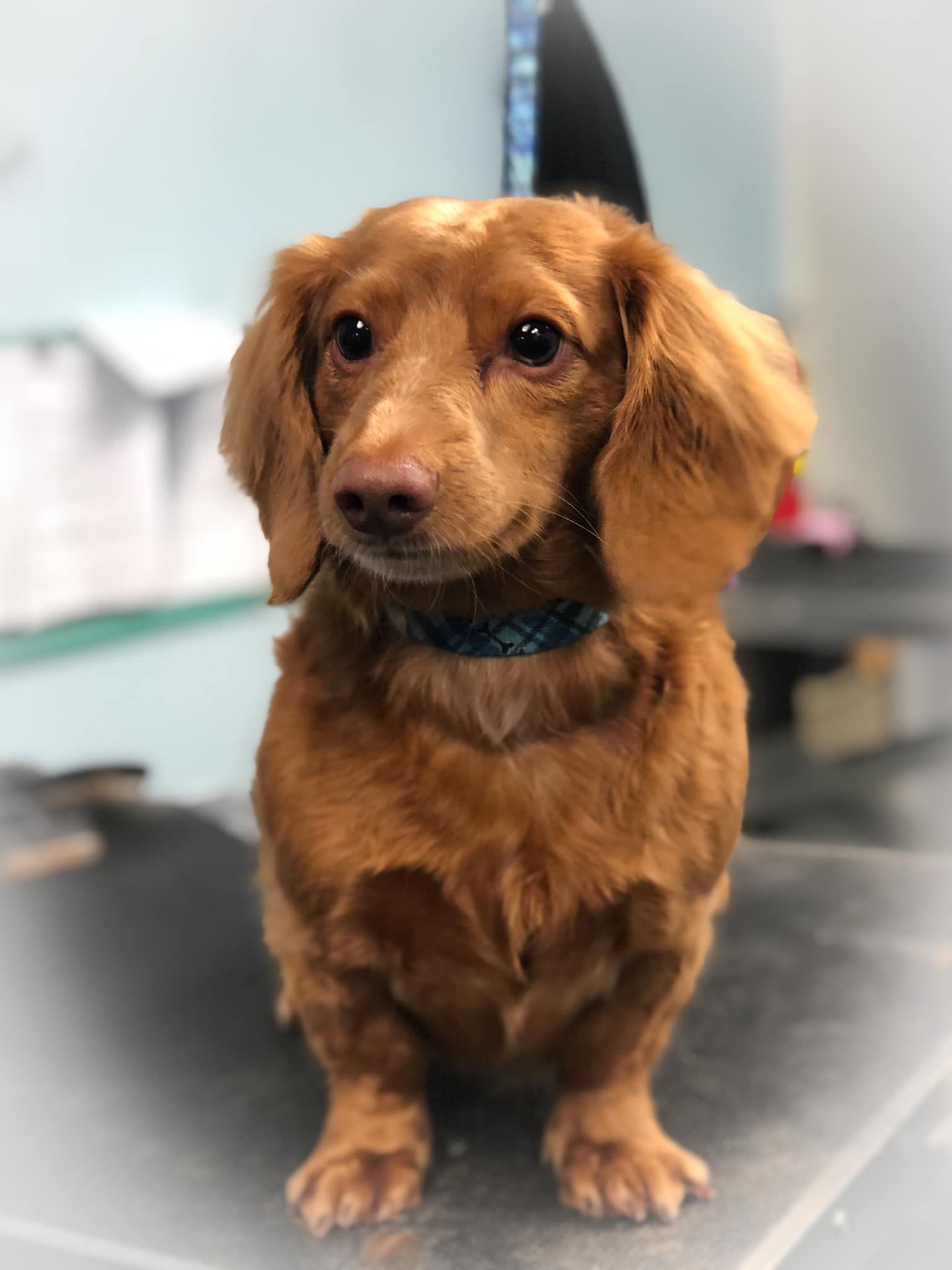 a brown dachshund is sitting on a table and looking at the camera