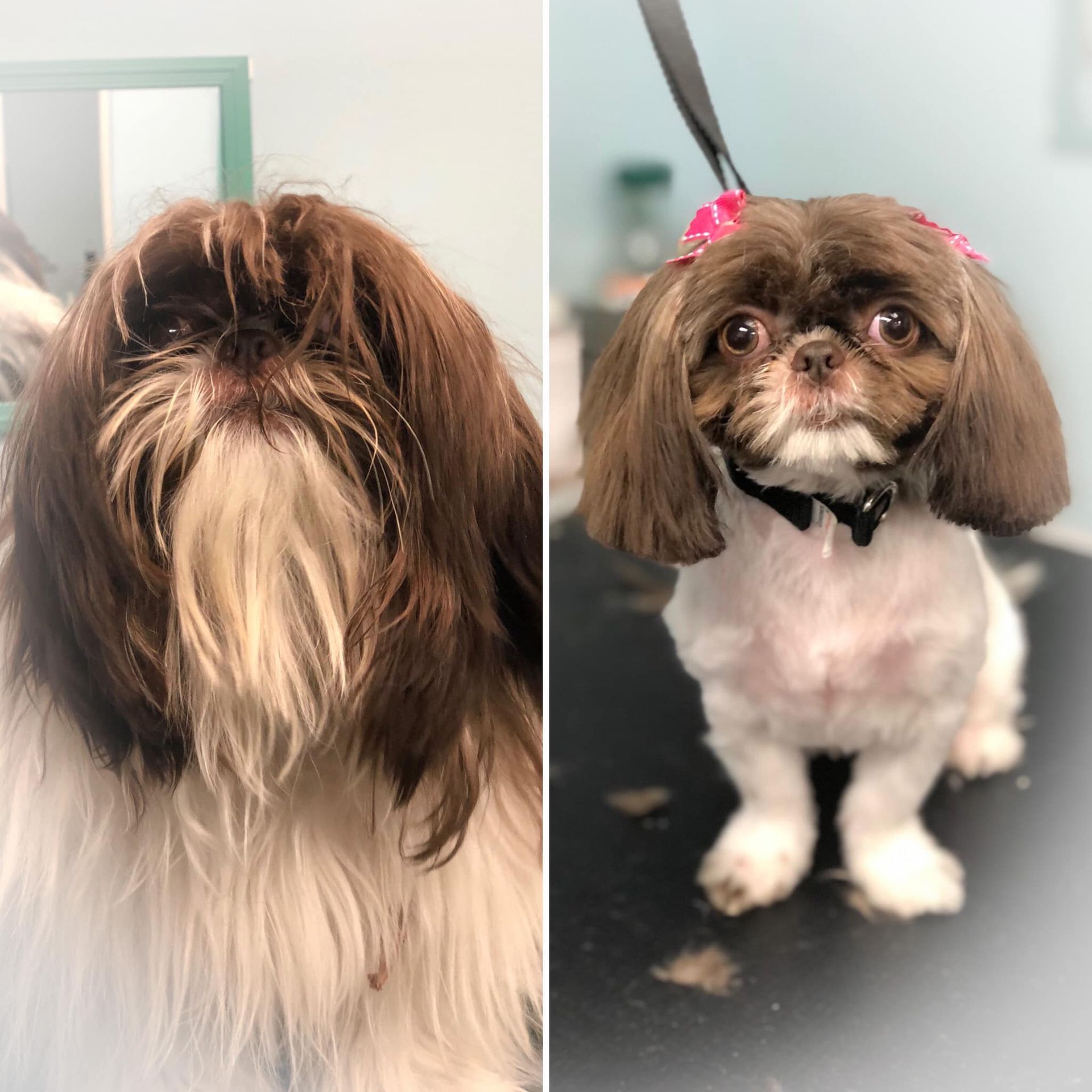 two pictures of a dog before and after being groomed