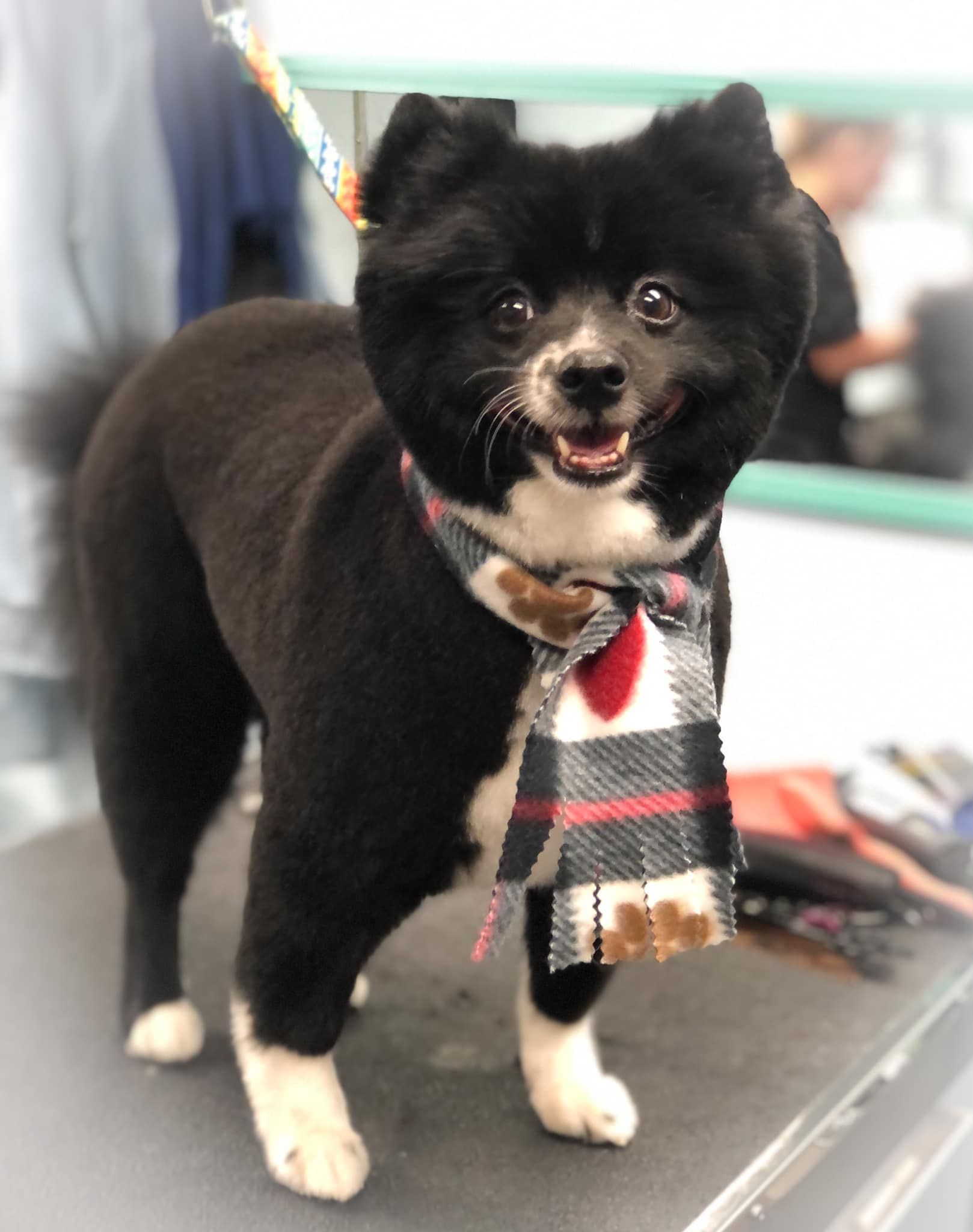 a black and white dog wearing a scarf around its neck