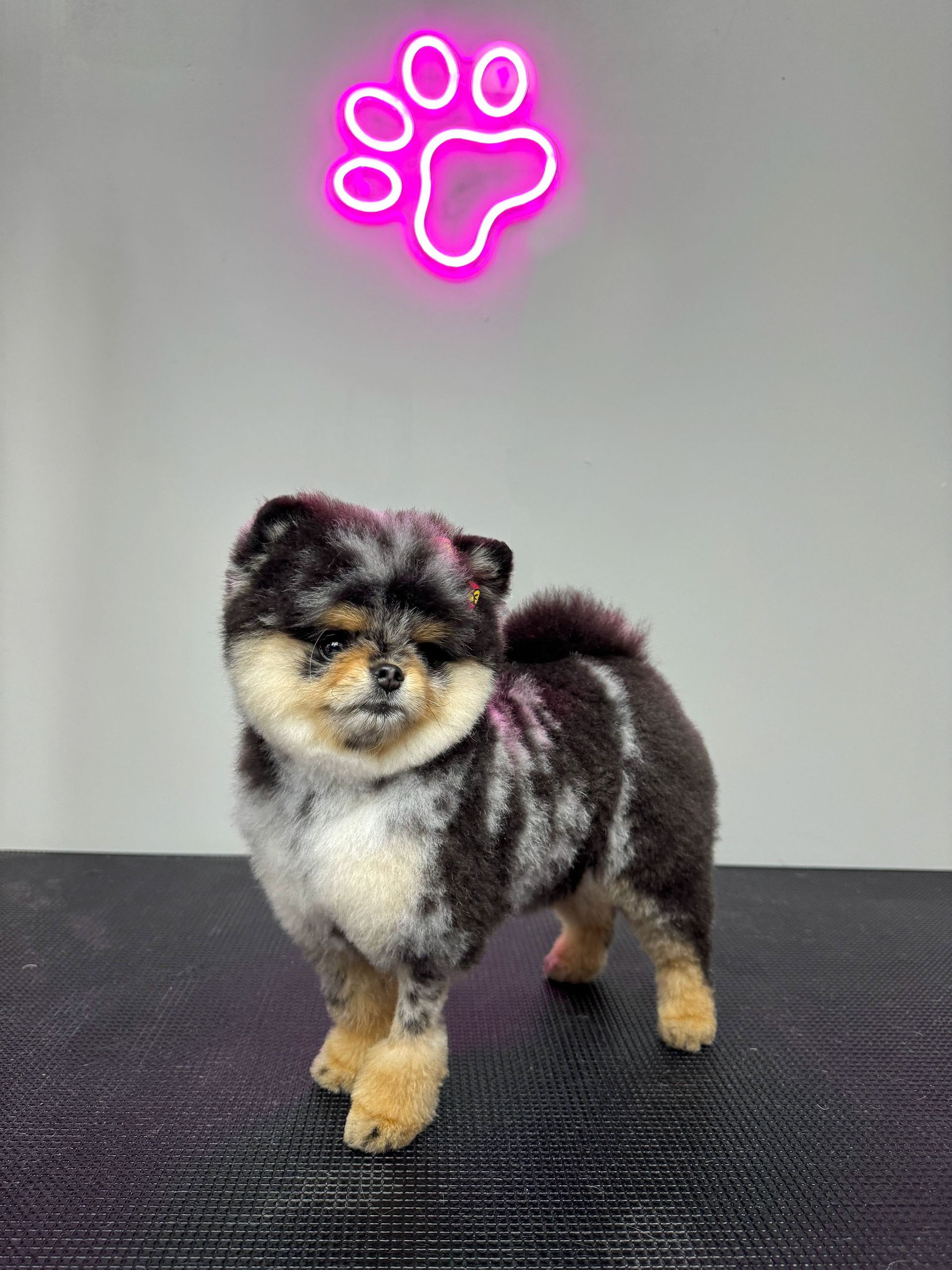 a small dog is standing on a table in front of a neon paw print sign