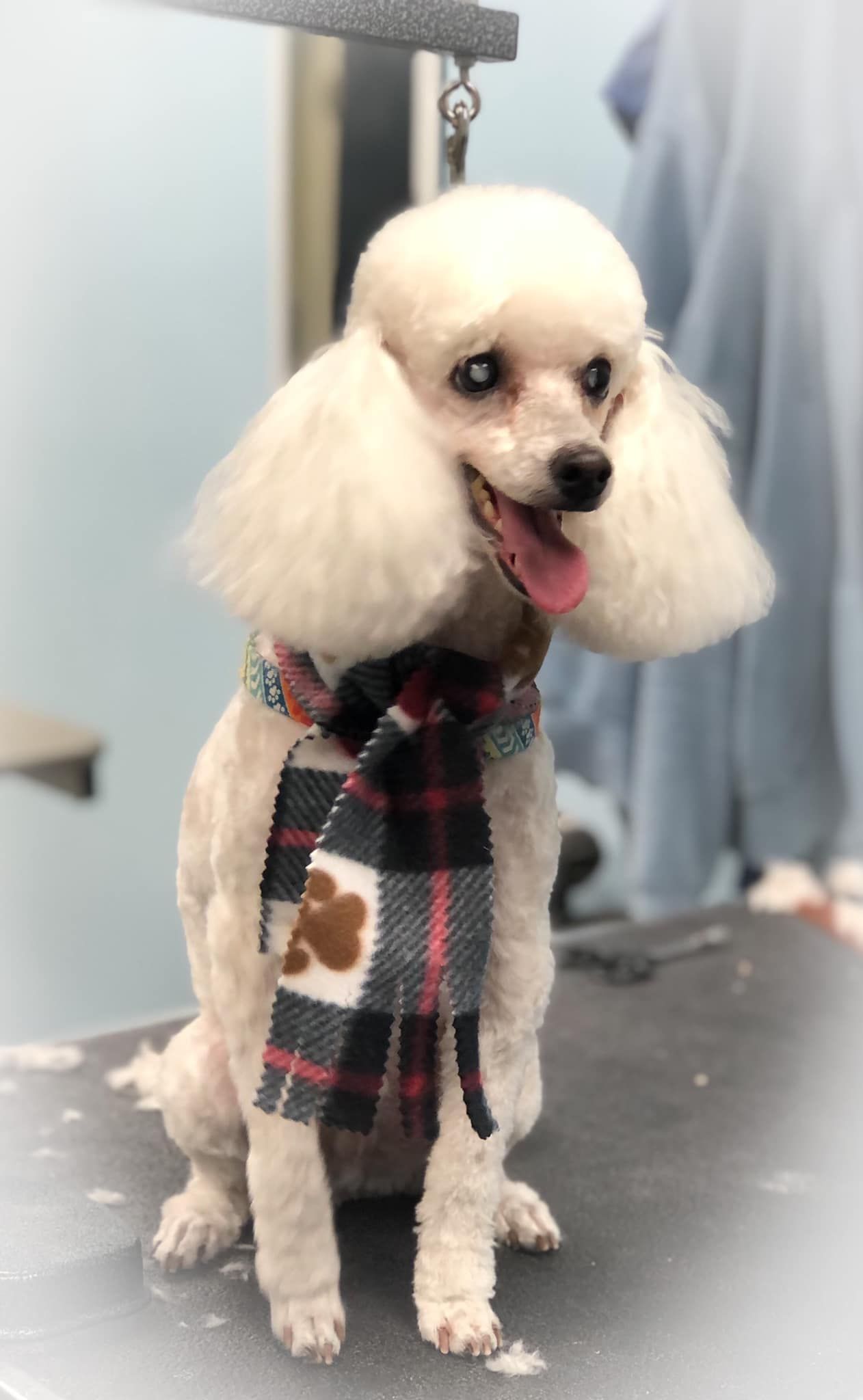 a white poodle wearing a plaid scarf is sitting on a table