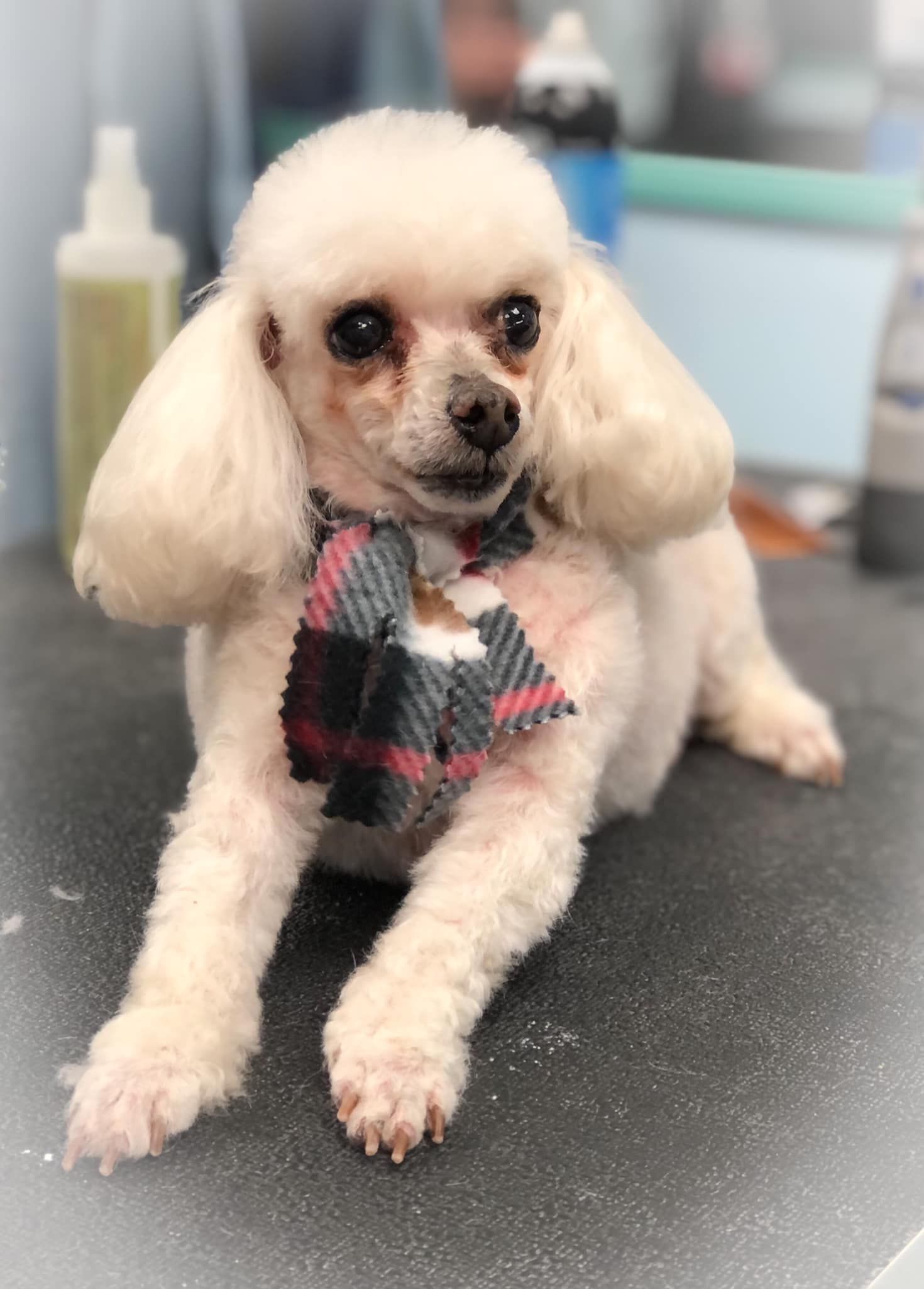 a small white poodle wearing a plaid scarf is laying on a table