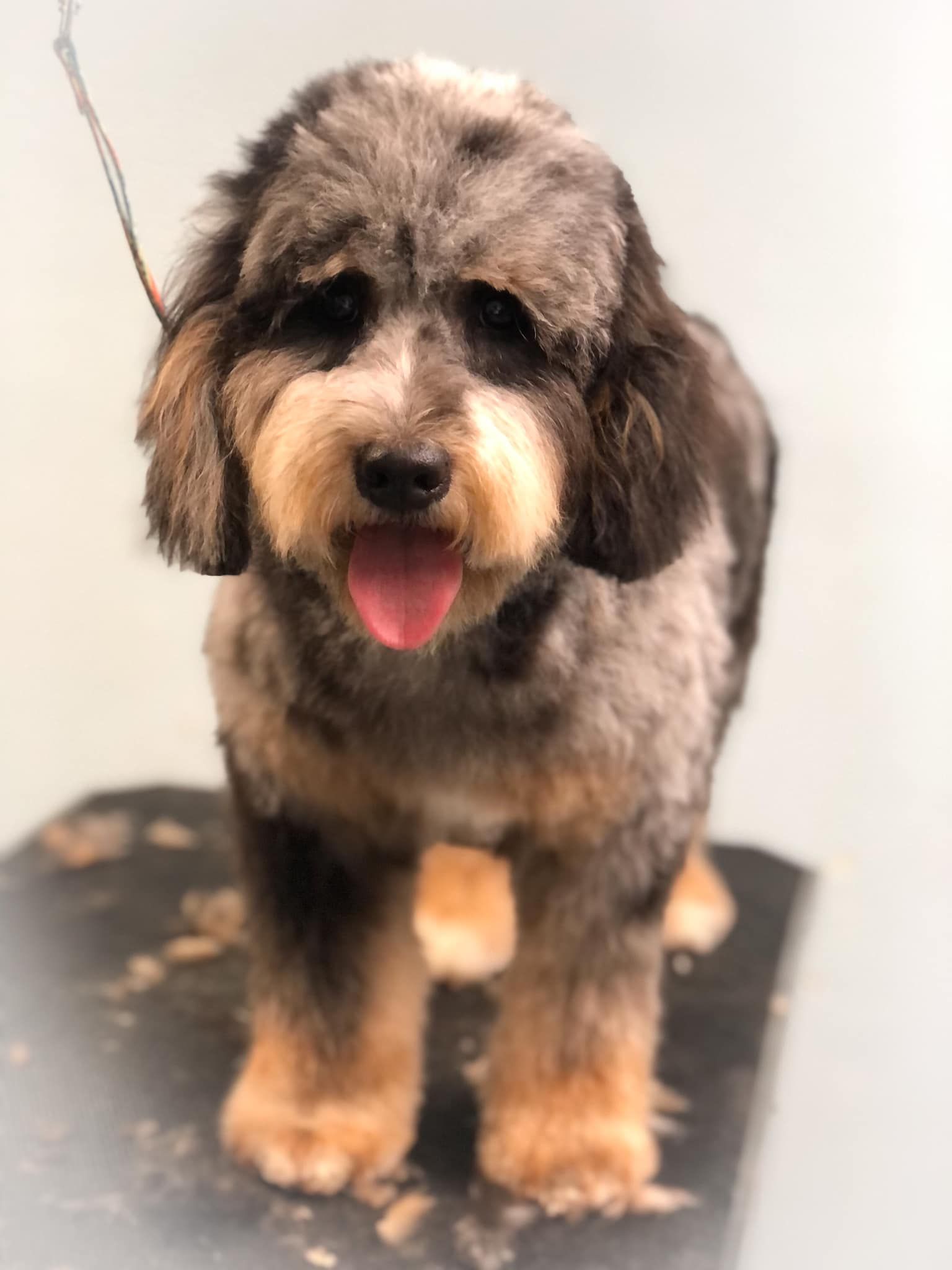 a small dog is standing on a table with its tongue out