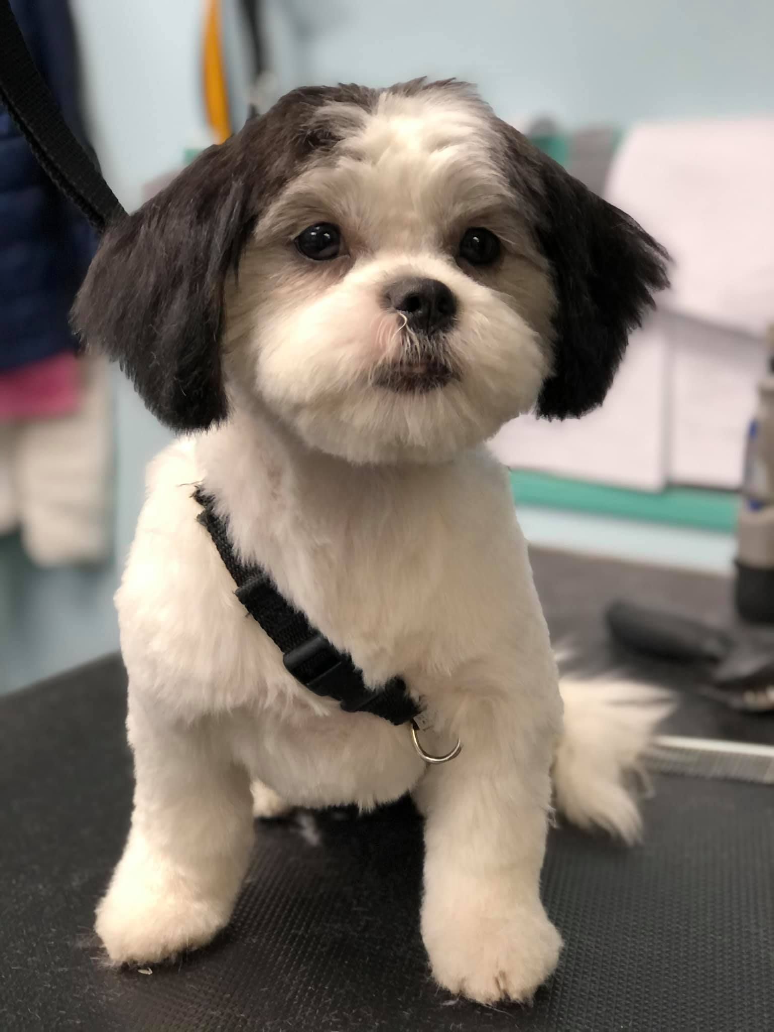 a small black and white dog is sitting on a table