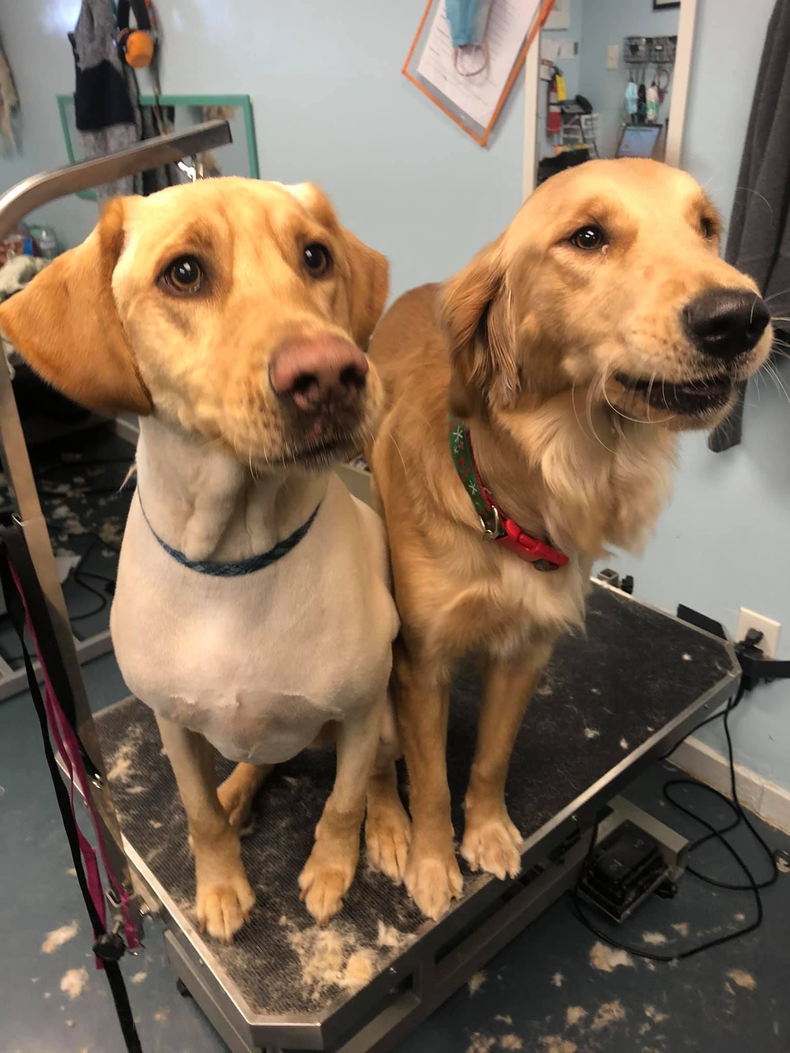 two dogs are sitting next to each other on a grooming table