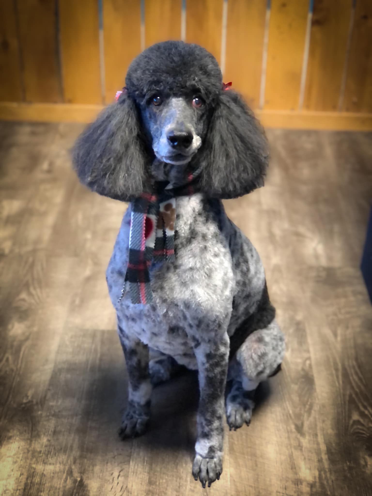 a black and white poodle is sitting on a wooden floor