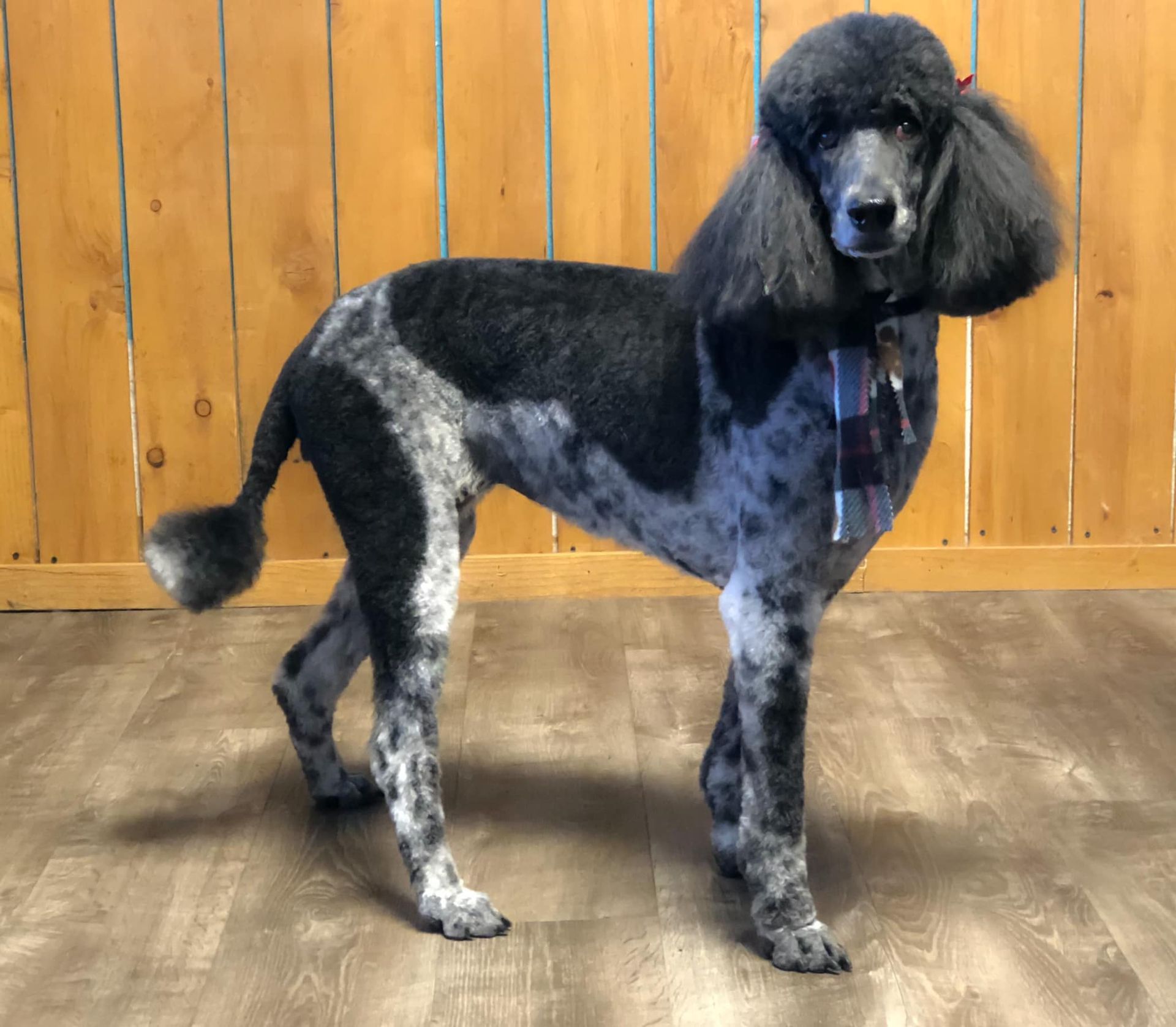 a black and white poodle is standing on a wooden floor in front of a wooden wall