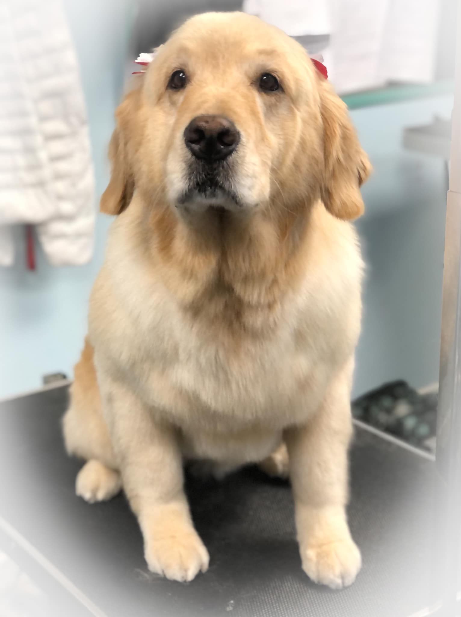 a small dog is sitting on a table and looking at the camera