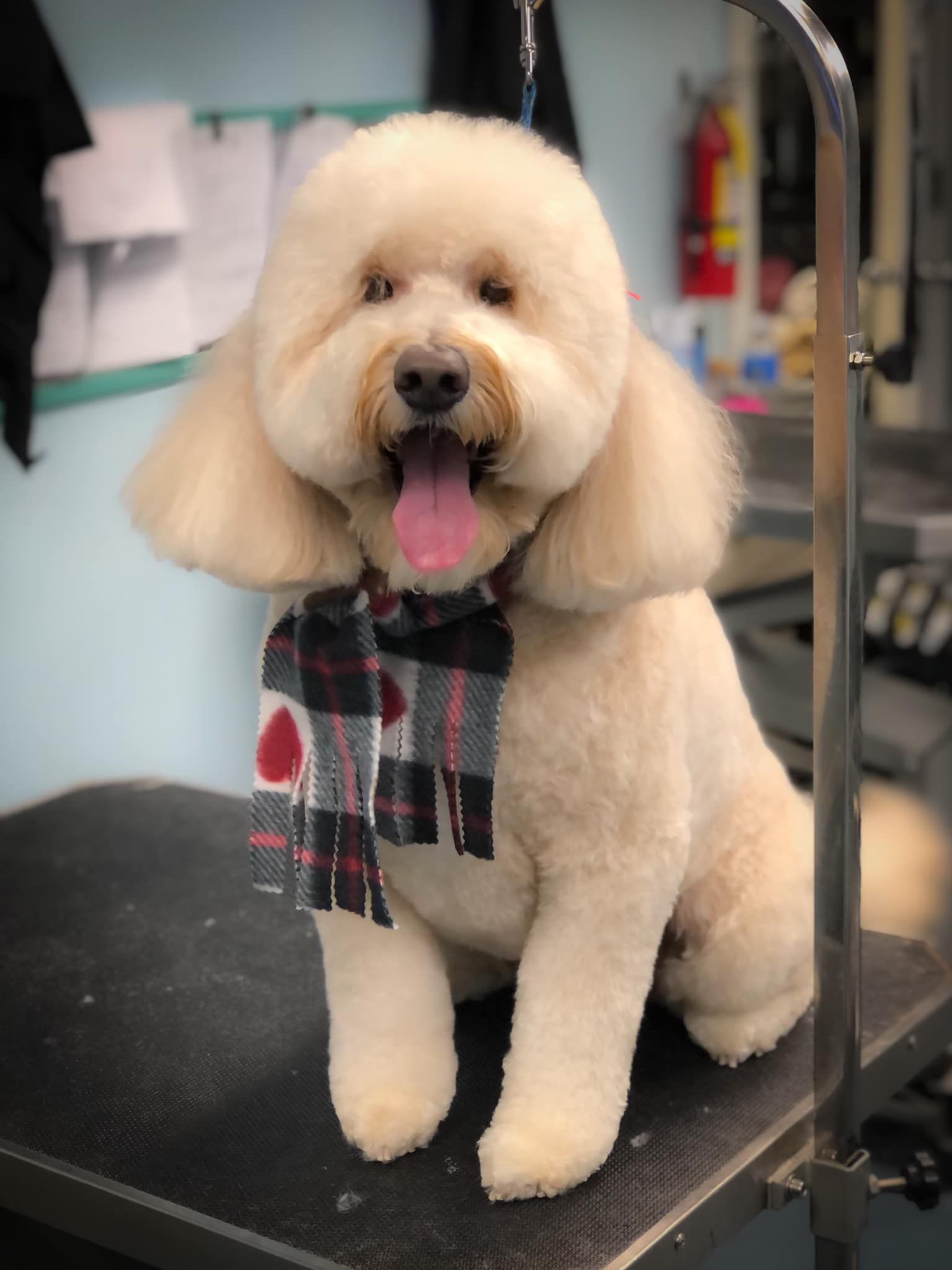 a small dog wearing a scarf is sitting on a table