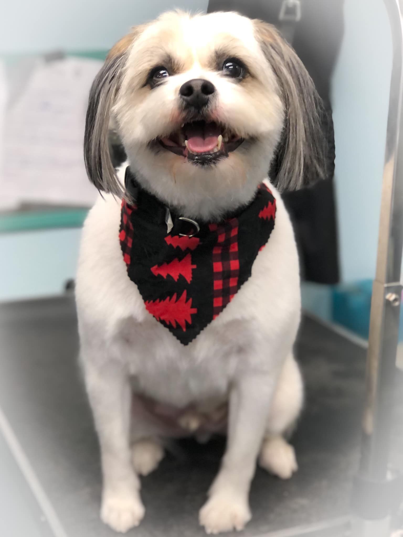 a small dog wearing a bandana is sitting on a grooming table