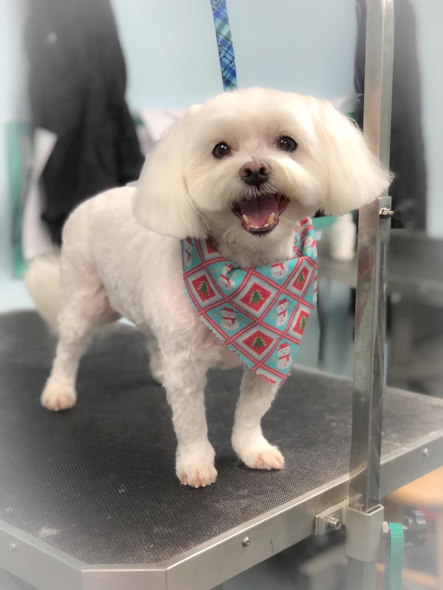 a small white dog wearing a bandana is standing on a grooming table