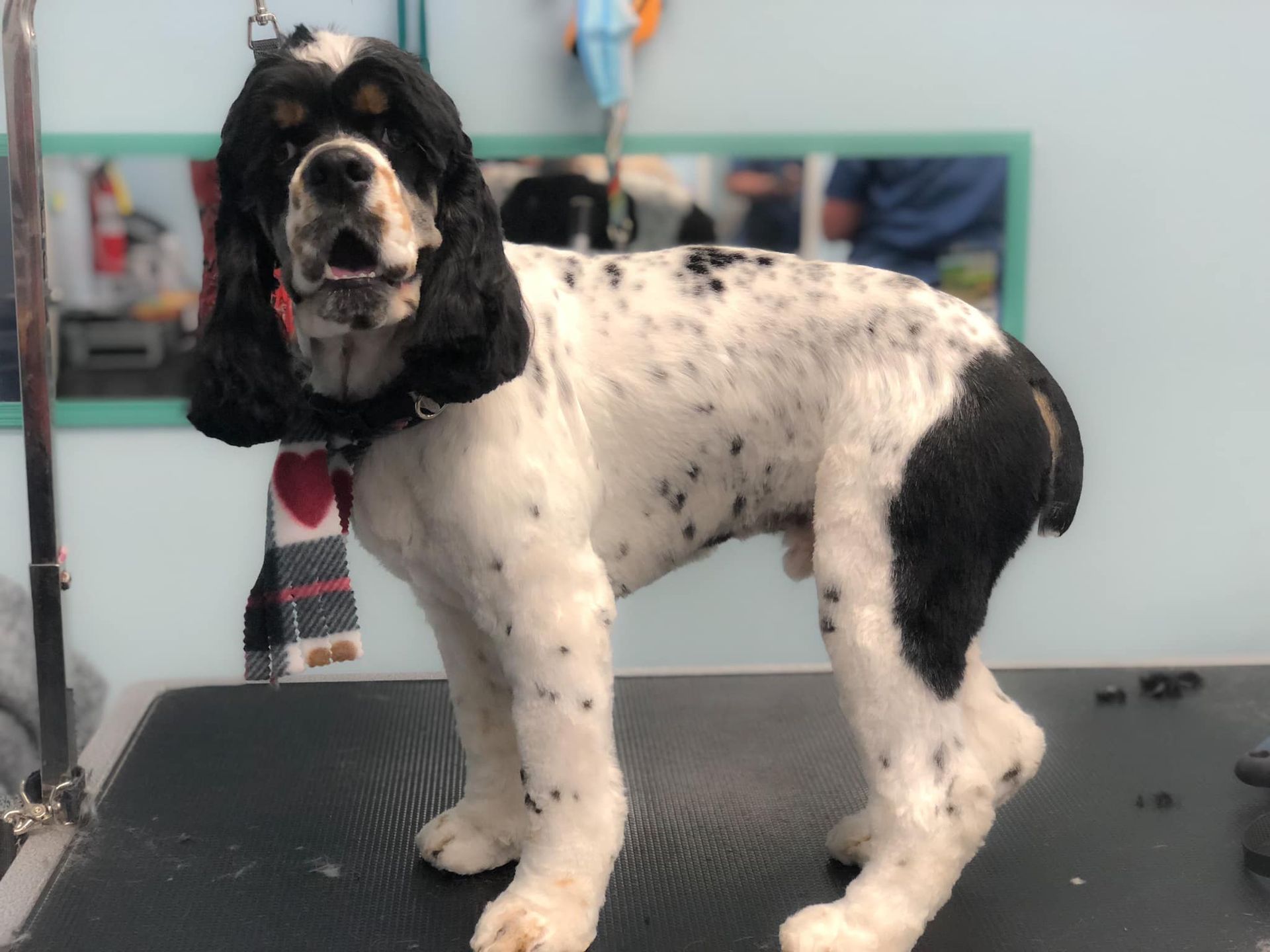 a black and white dog with a scarf around its neck is standing on a table