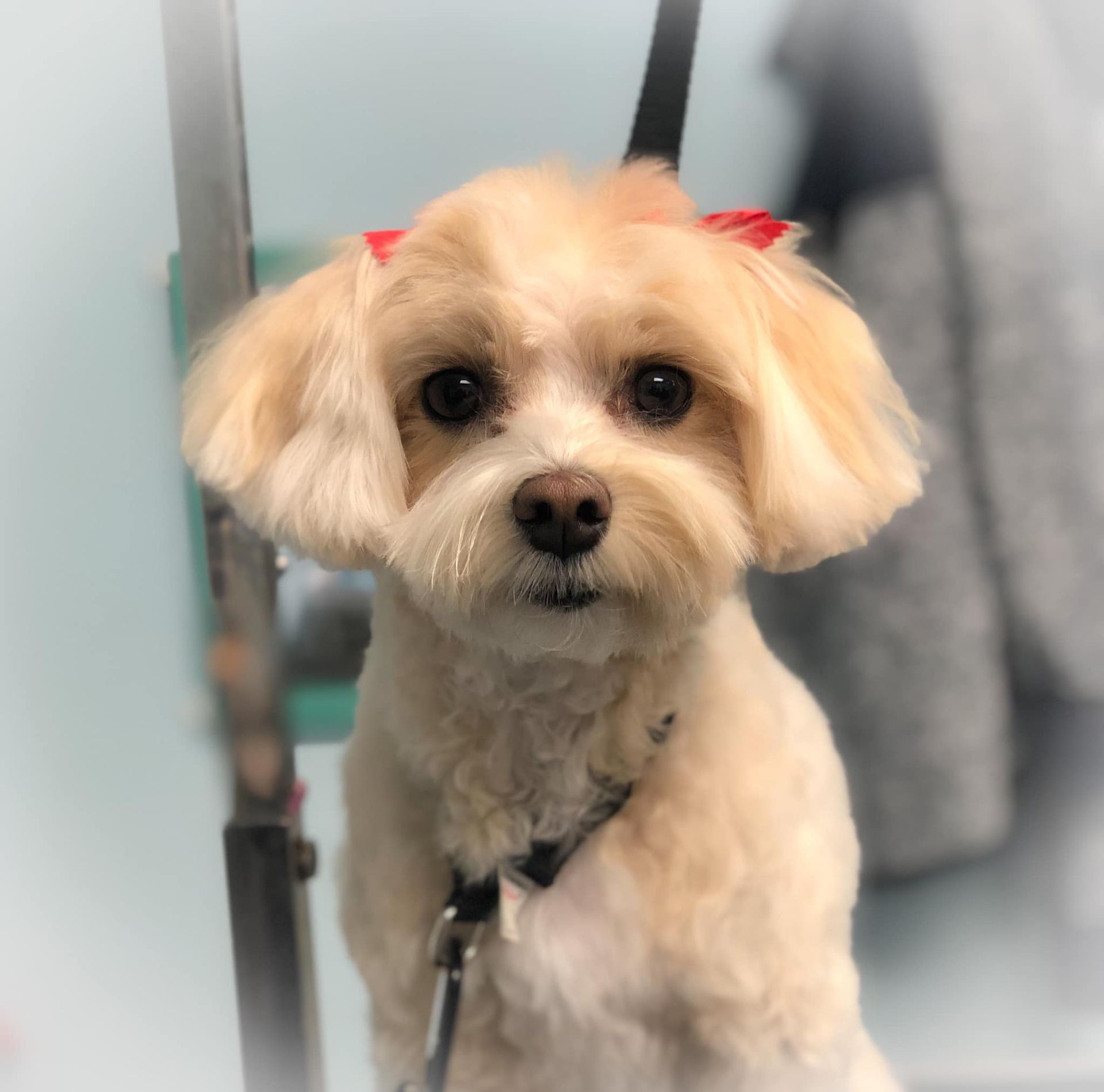 a small white dog with a red bow in its hair