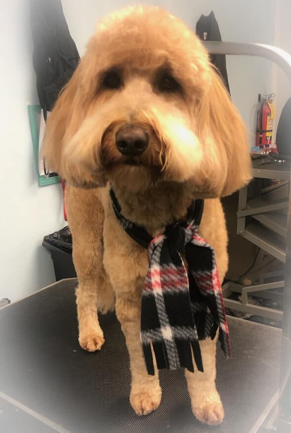 a dog wearing a scarf is standing on a table