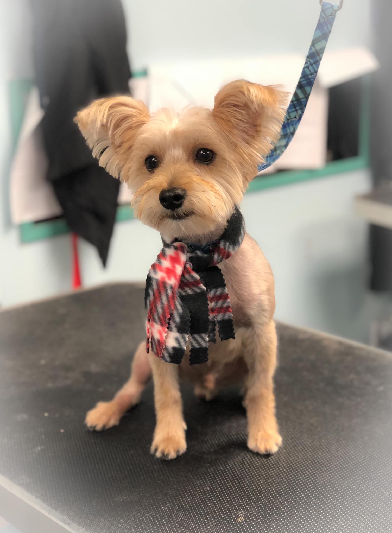 a small dog wearing a scarf is sitting on a table