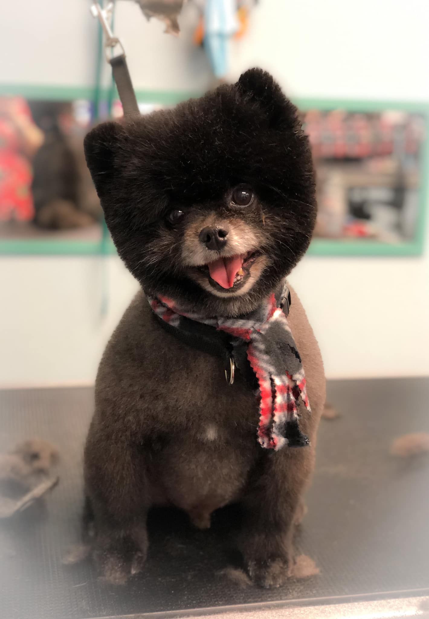a small black dog with a scarf around its neck is sitting on a table