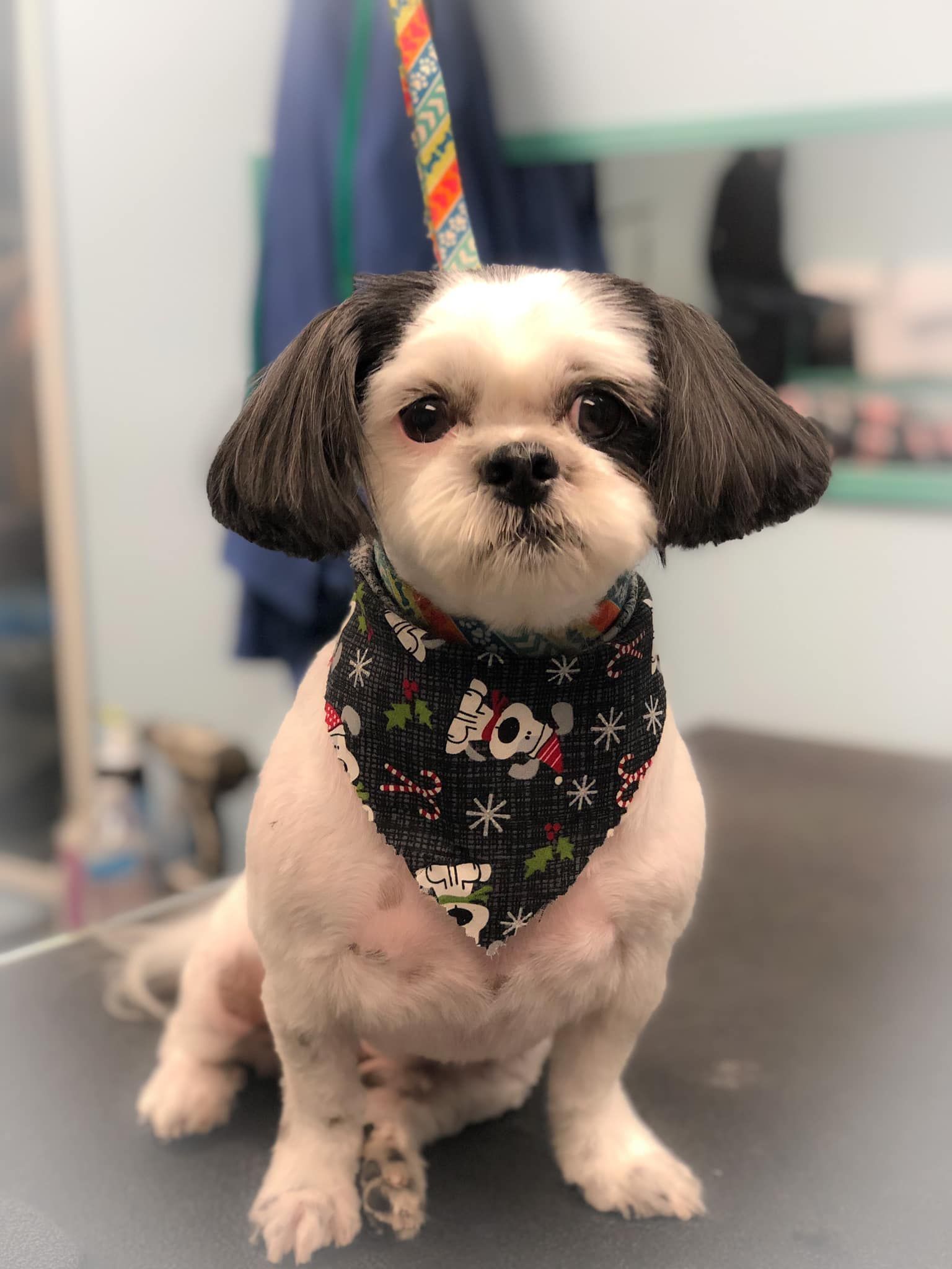 a small dog wearing a bandana is sitting on a table