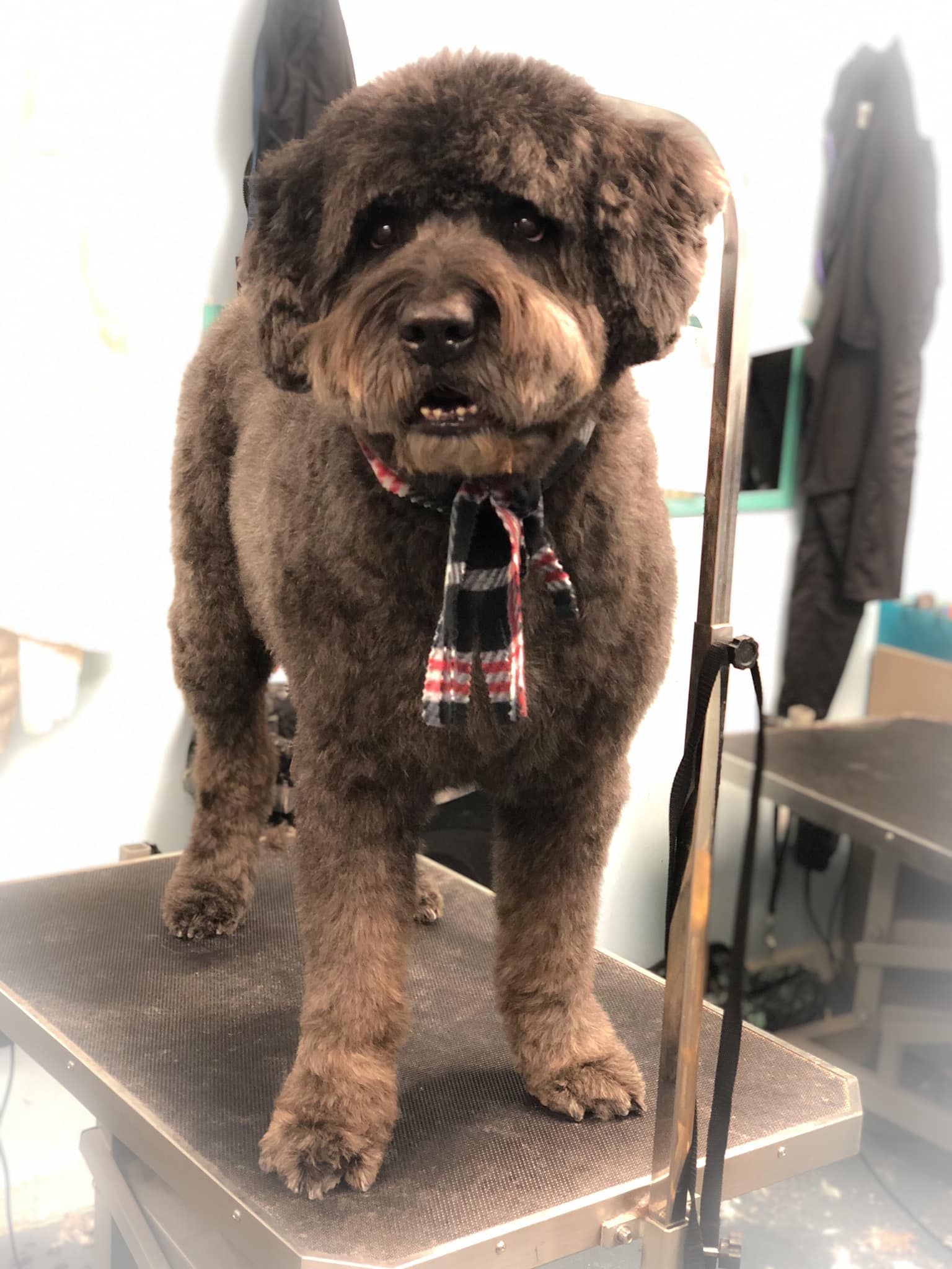 a brown dog wearing a plaid scarf is standing on a grooming table