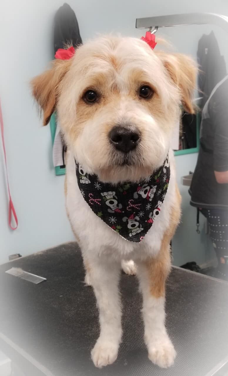 a small brown and white dog wearing a bandana is standing on a table