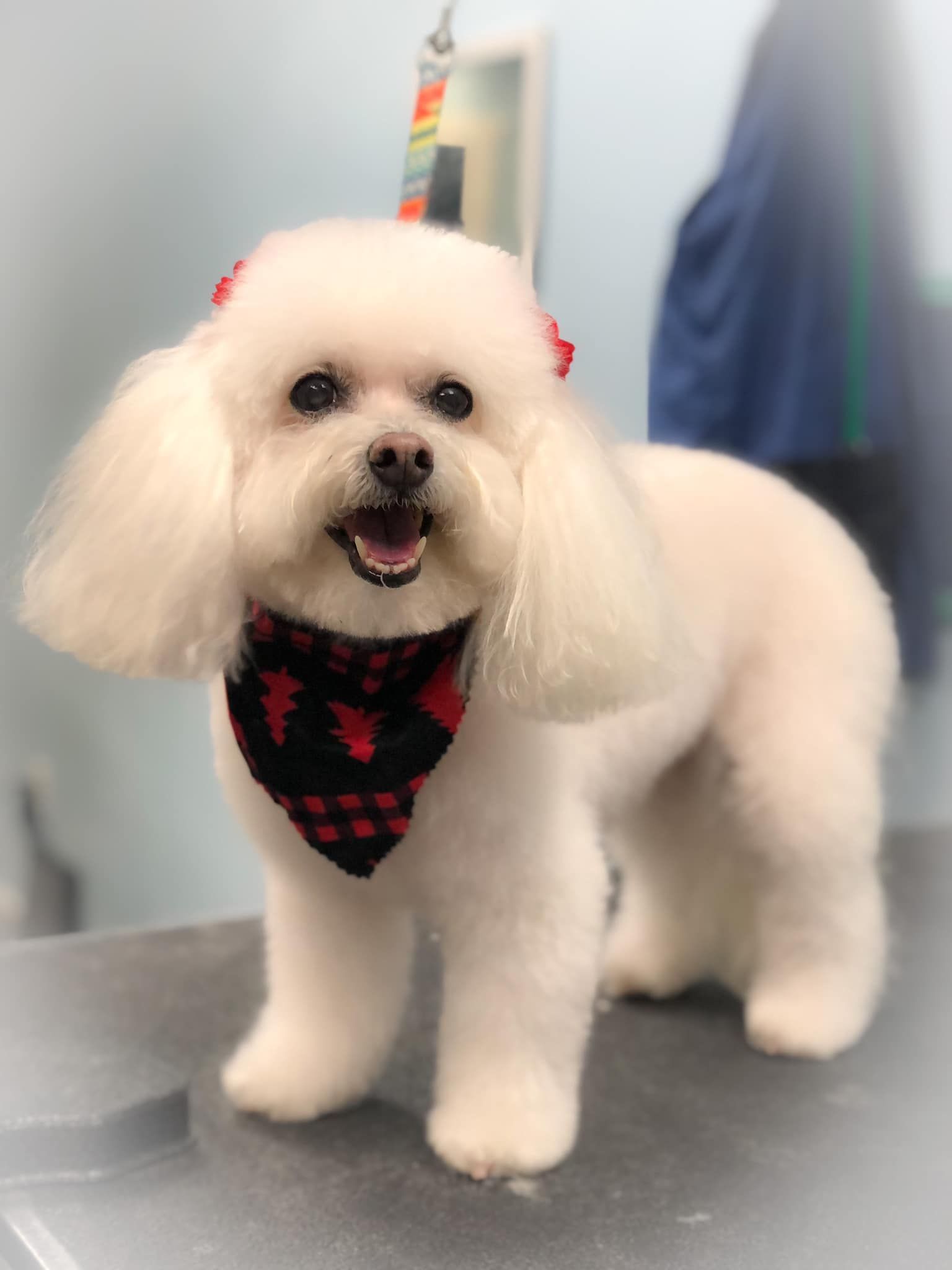 a white poodle with a bandana around its neck is standing on a table