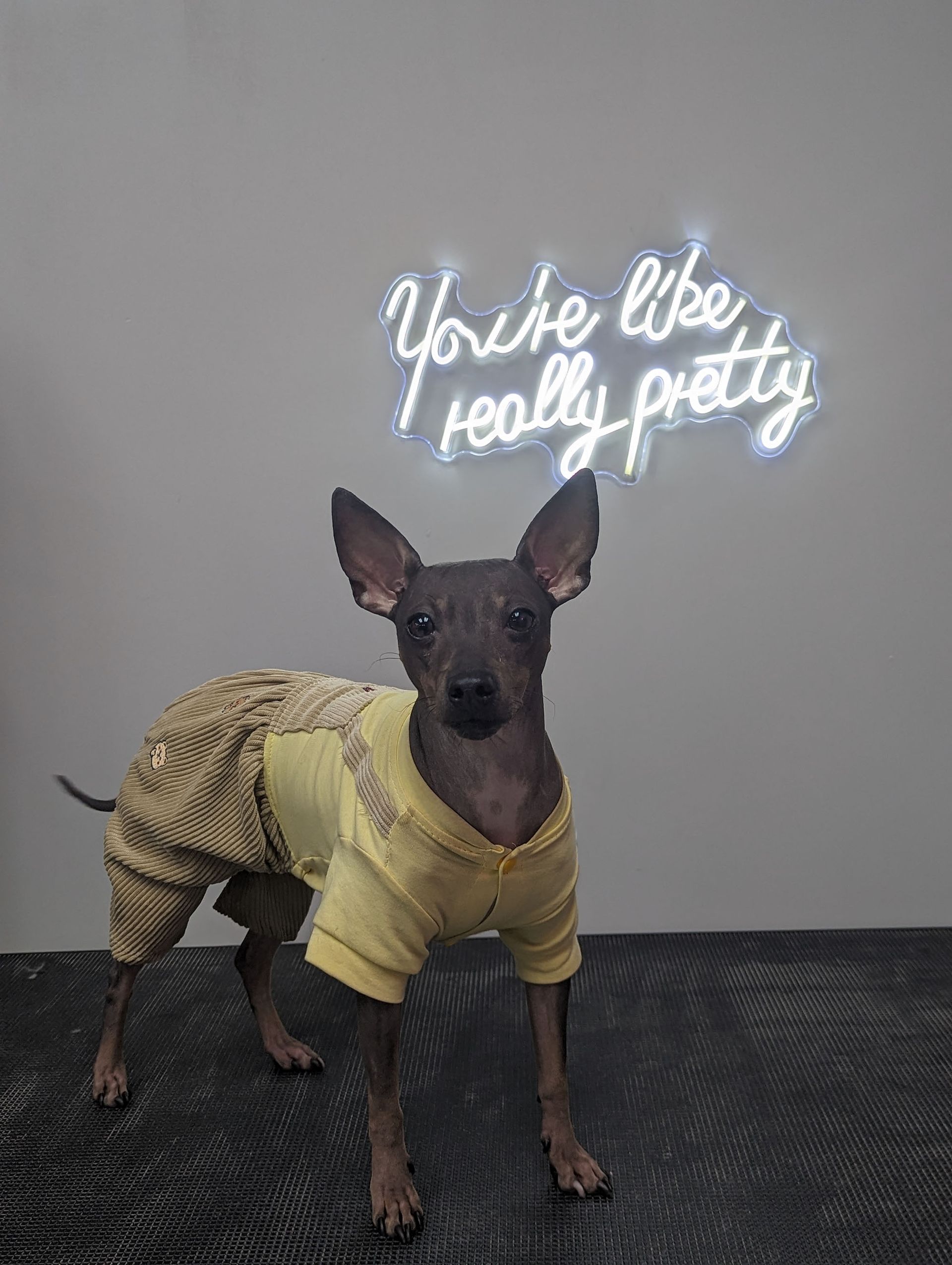 a small dog is standing in front of a neon sign
