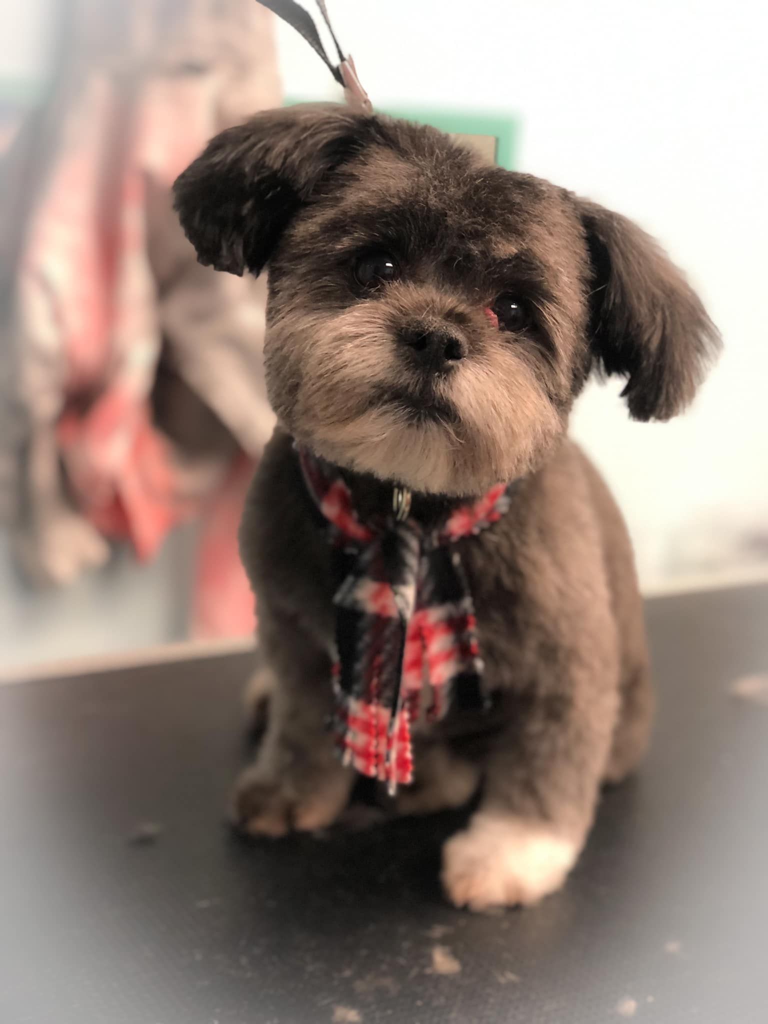 a small dog wearing a plaid scarf is sitting on a table