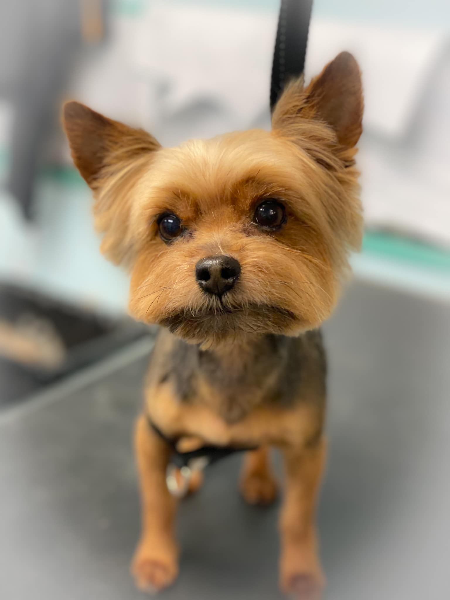 a small brown dog is standing on a table and looking at the camera