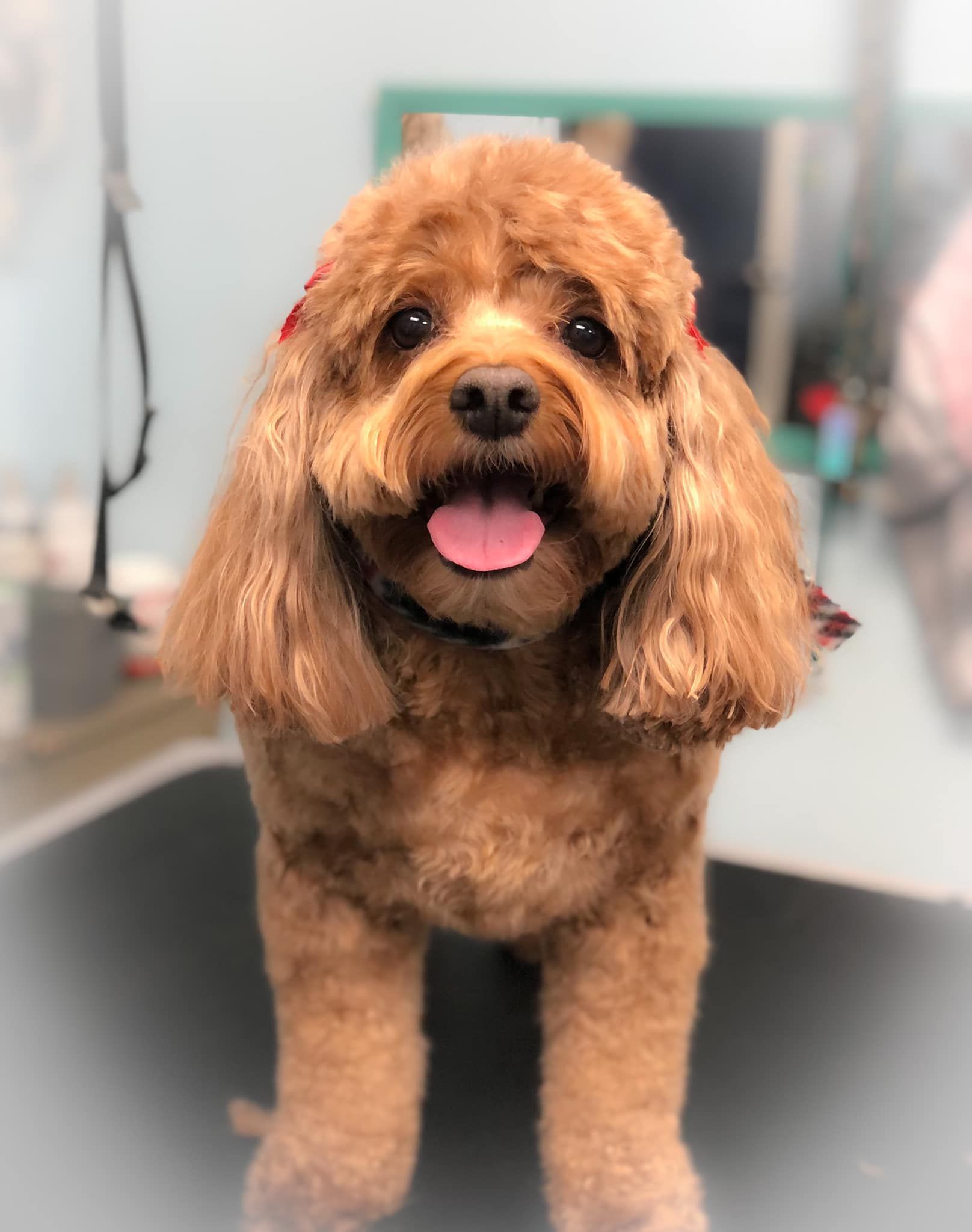 a small brown dog is standing on a table with its tongue out