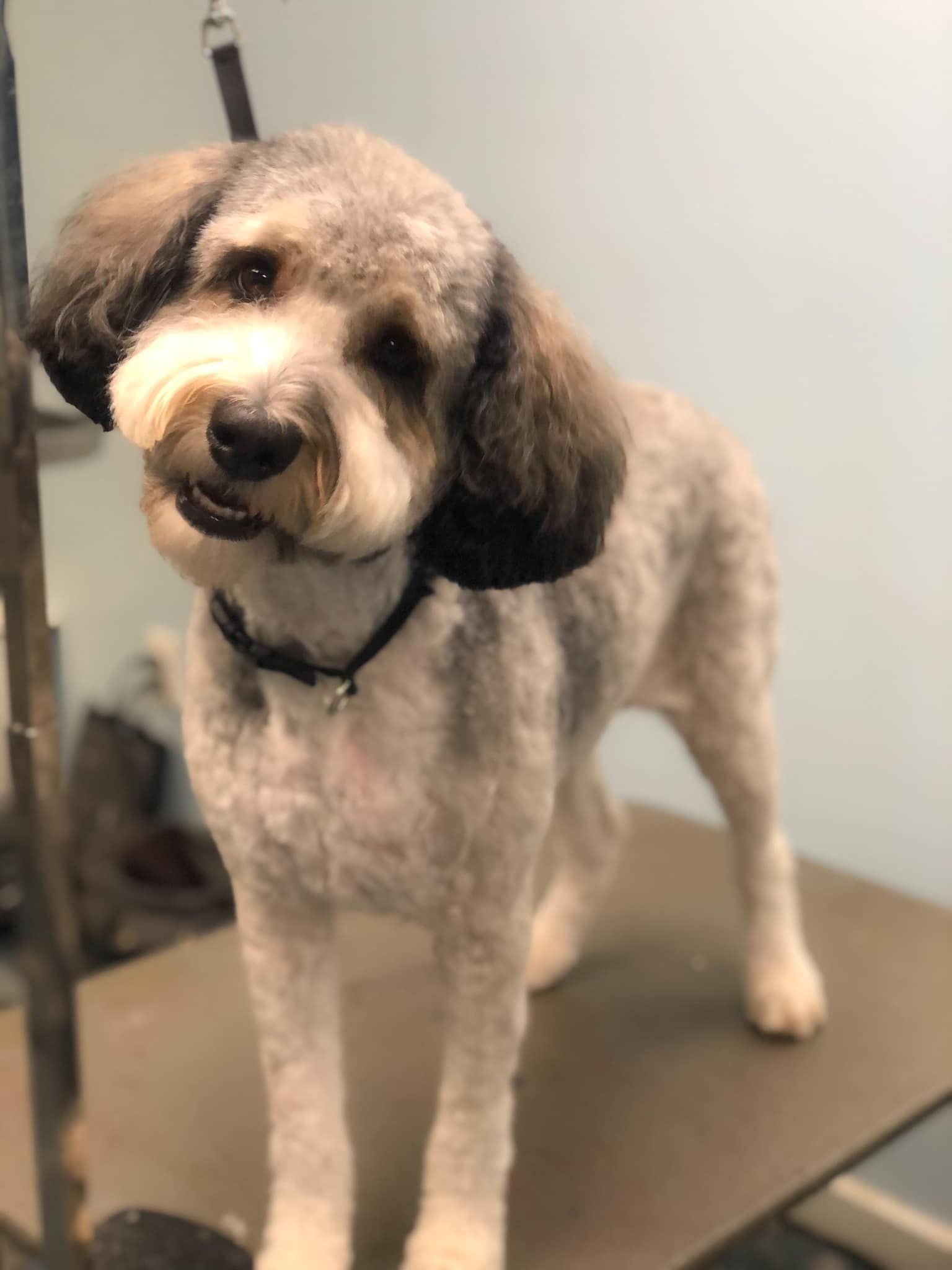 a small dog is standing on a grooming table