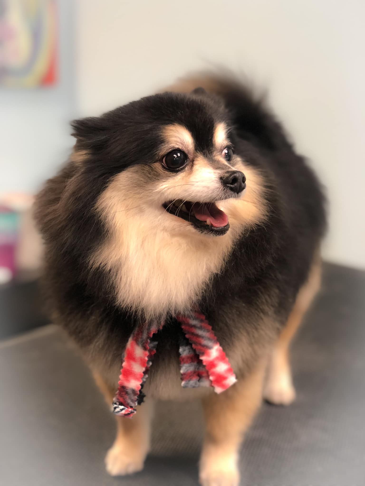 a pomeranian dog wearing a bow tie is standing on a table