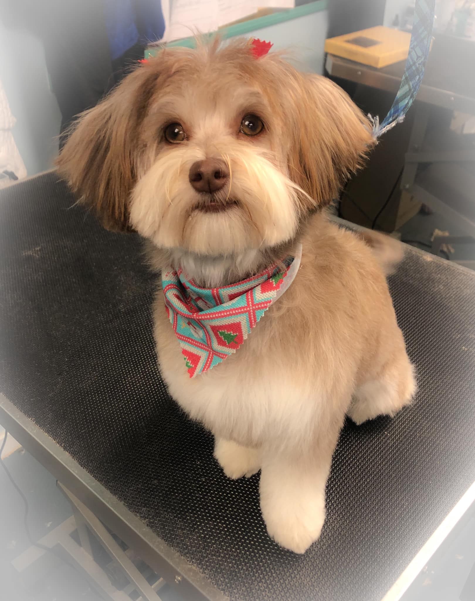 a small brown and white dog is sitting on a table