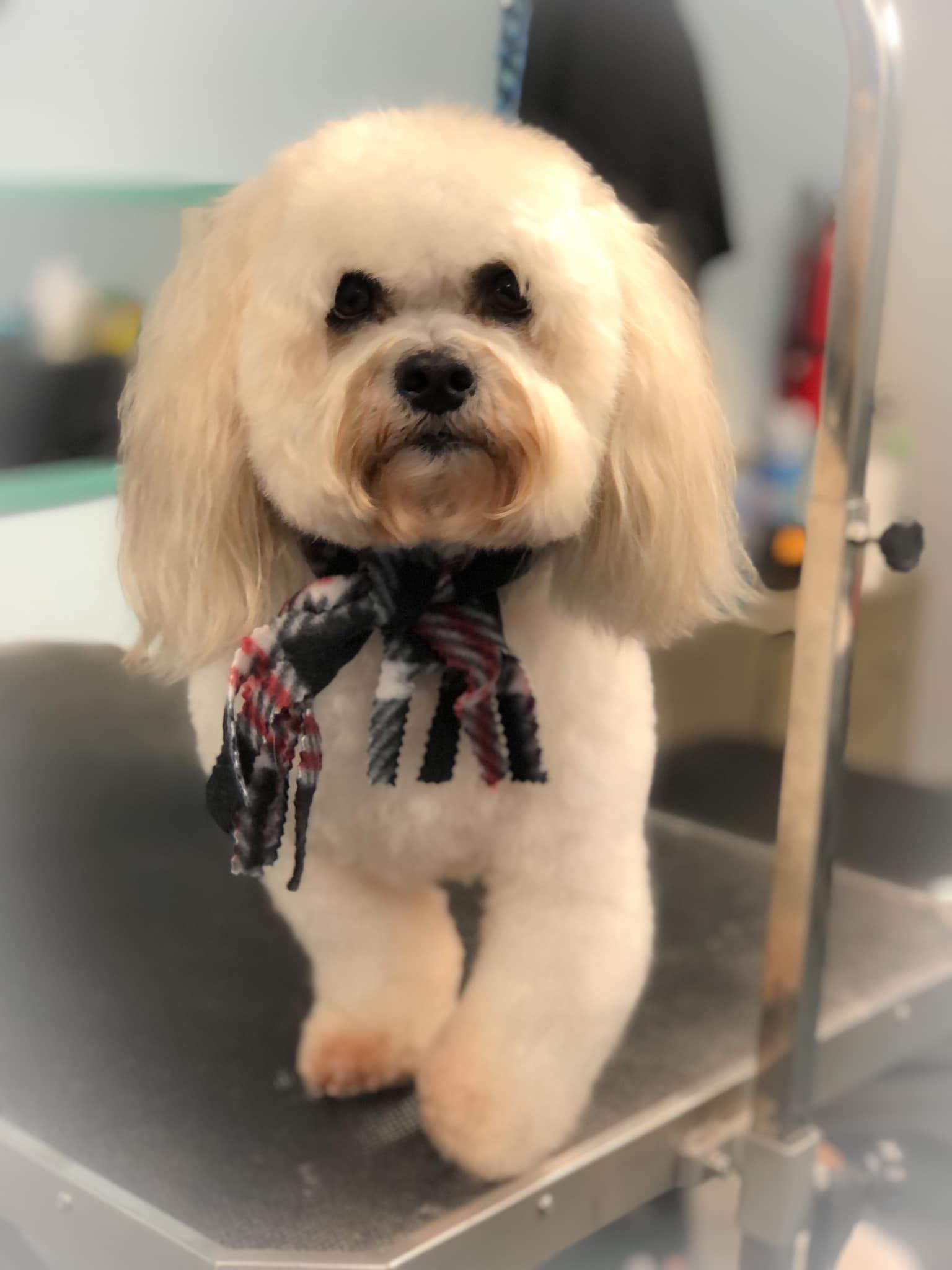 a small white dog with a scarf around its neck is standing on a table